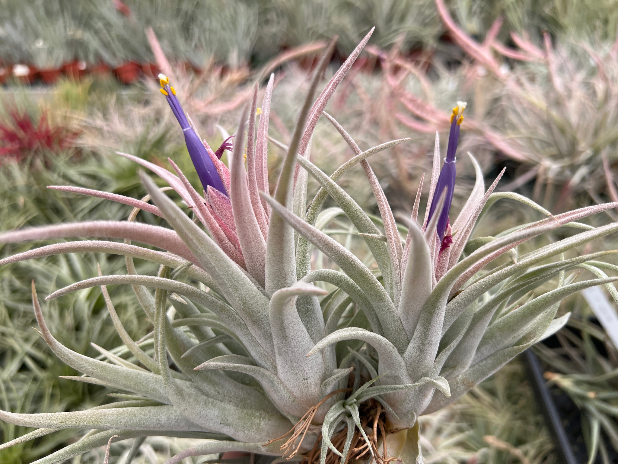 Tillandsia Silver Star - (T. chiapensis x ionantha v. vanhynigii 
