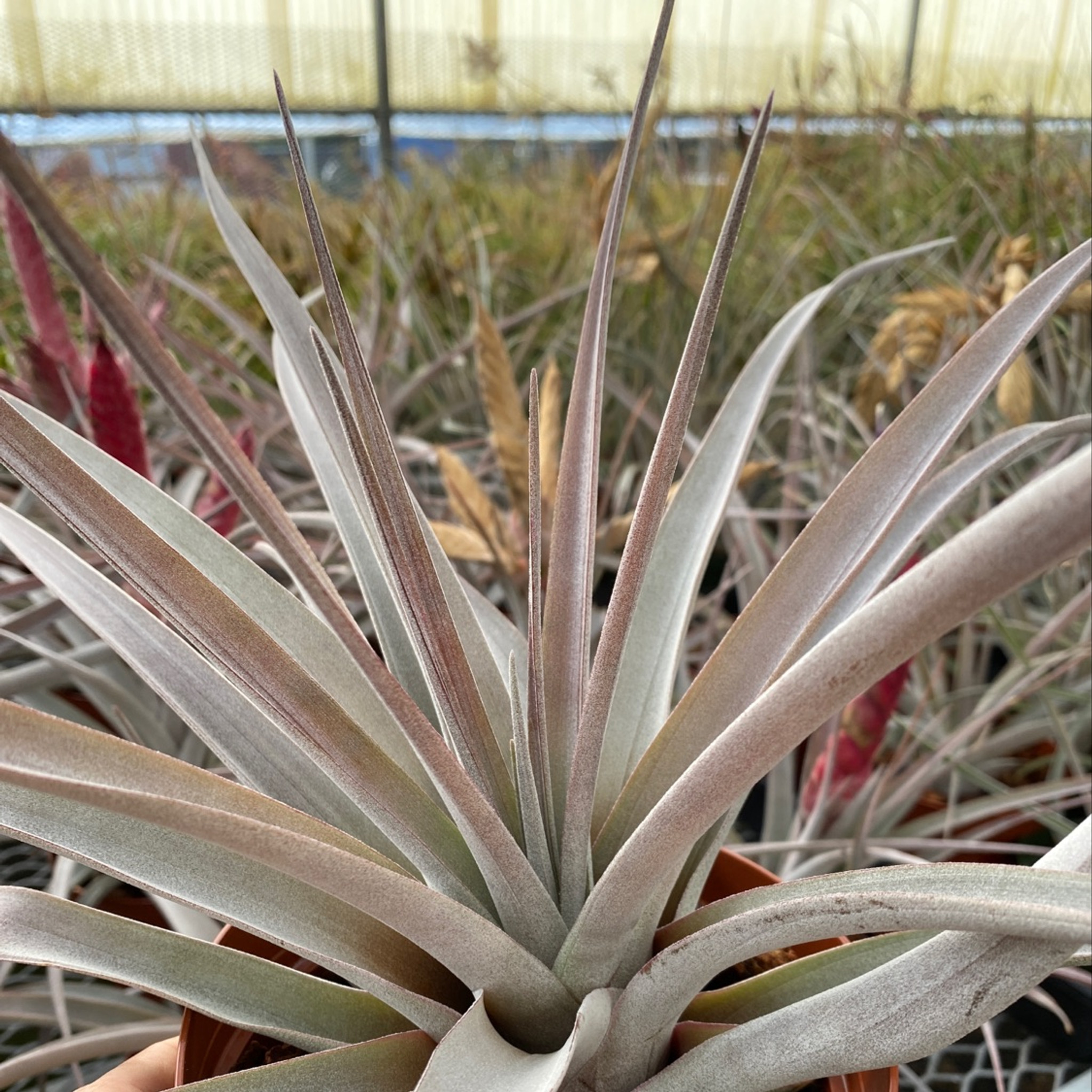 m*c様 Tillandsia brachyphylla Bromeliads in Australia - Tillandsia brachyphylla