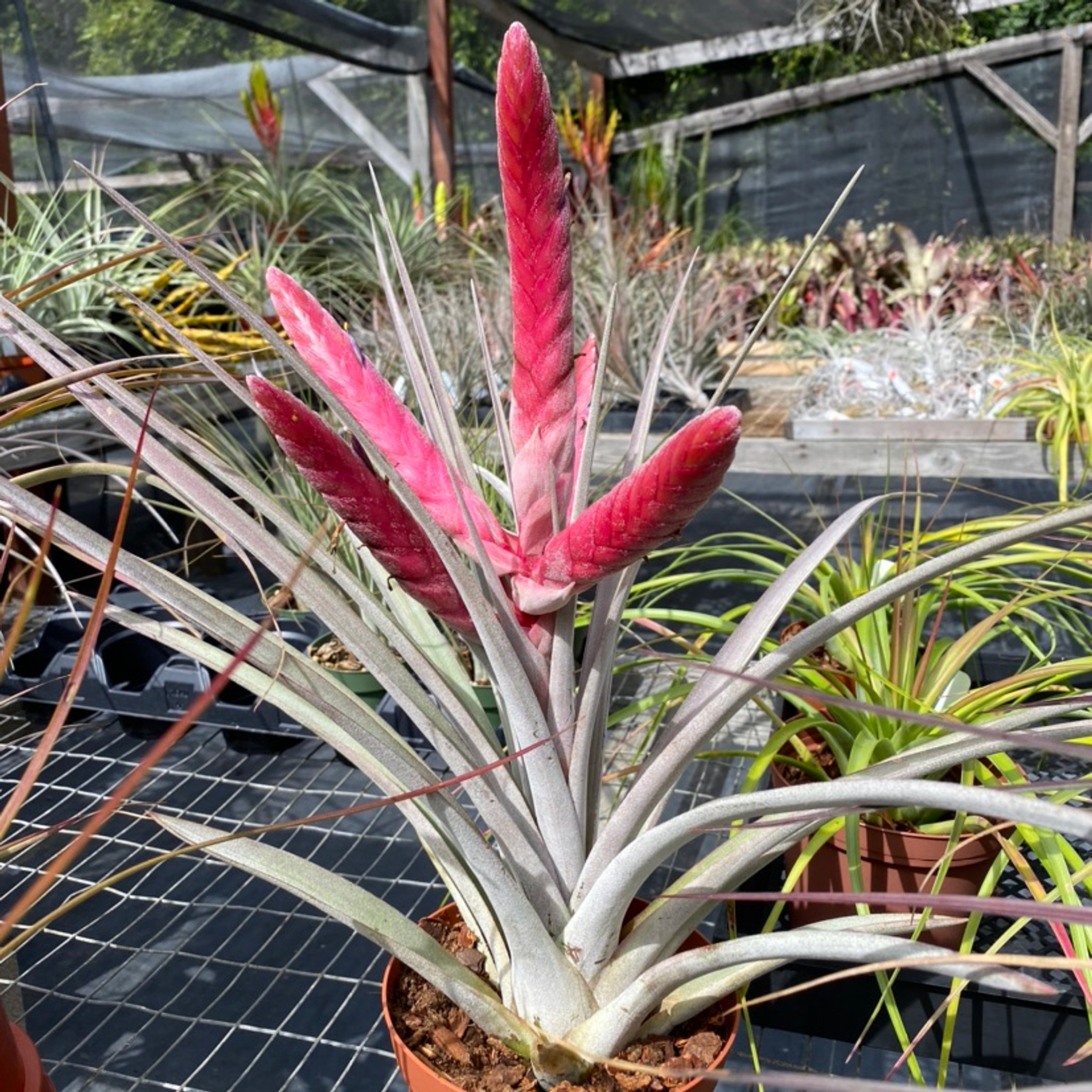 Tillandsia Steve - (T. chiapensis x fasciculata 'Magnificent' Panama)