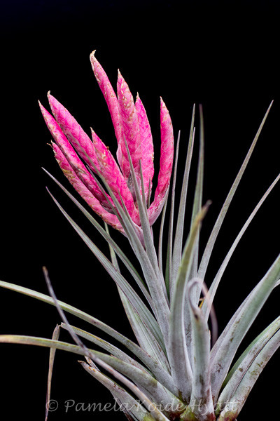 Tillandsia Steve Pink Tillandsia 'Super Steve' チランジア Tillandsia Steve Pink Tillandsia 'Super Steve' チランジア
