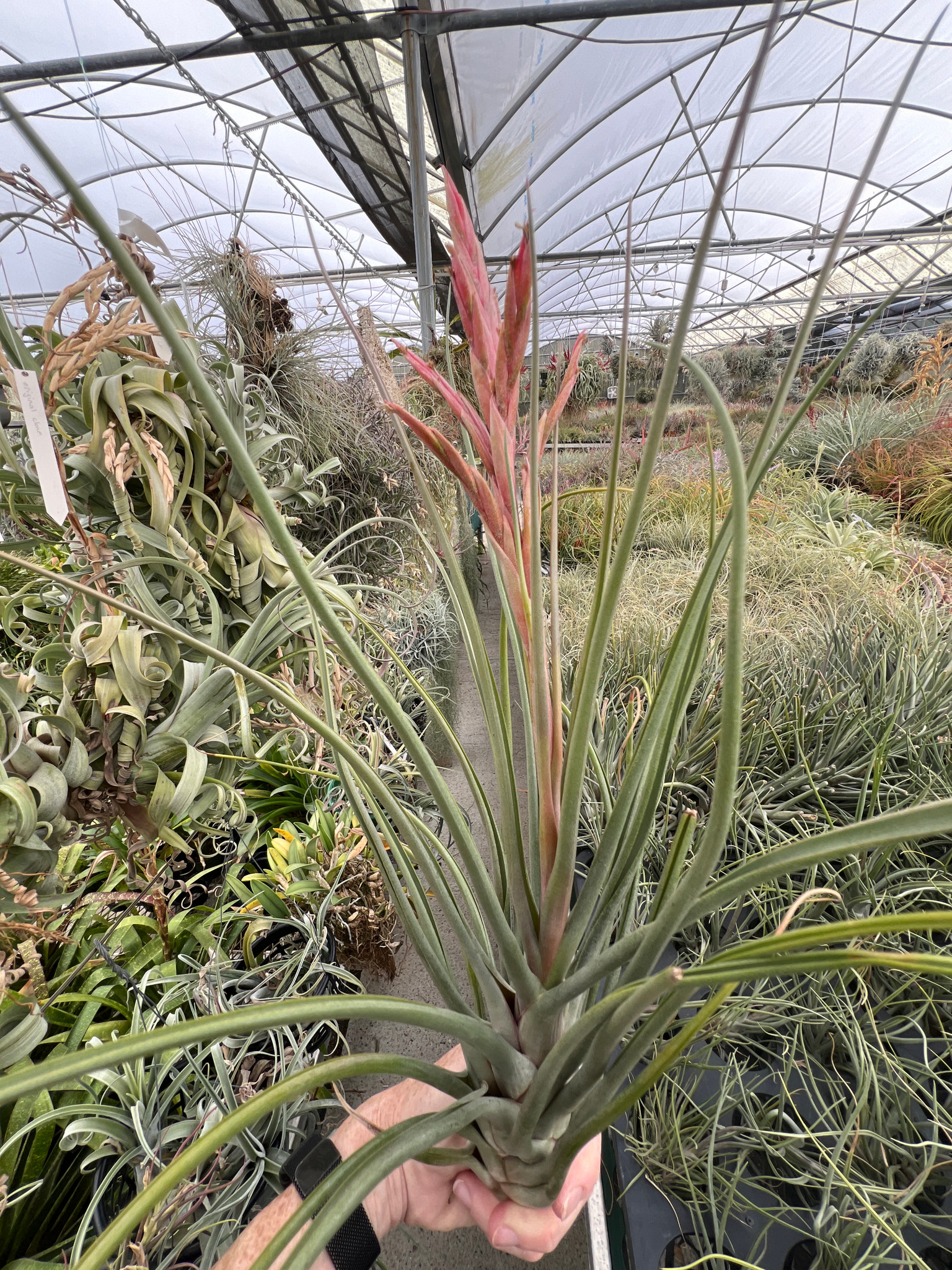Tillandsia Amazing Grace - (T. roseoscapa x bulbosa) - Bird Rock