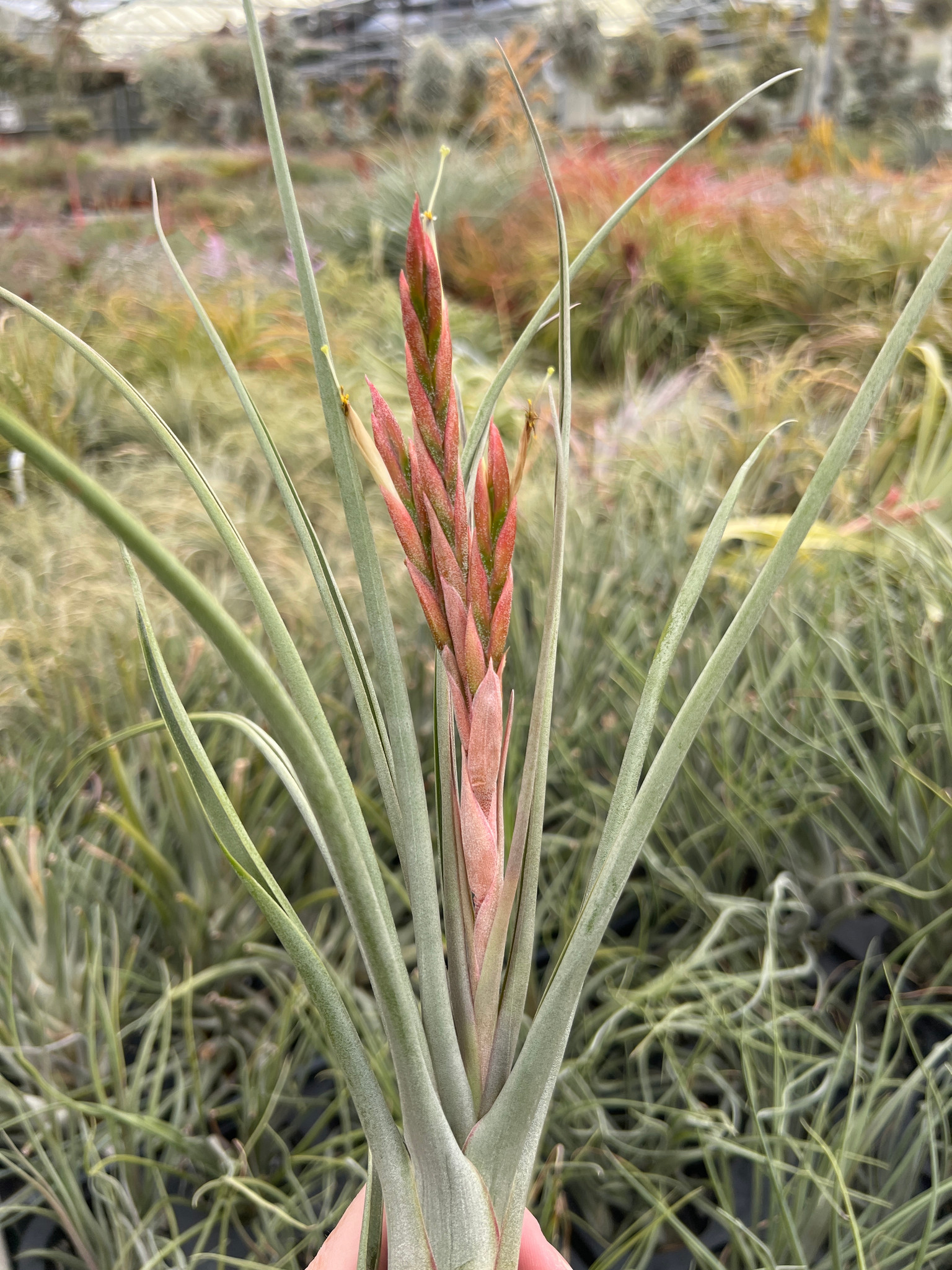 Tillandsia Amazing Grace - (T. roseoscapa x bulbosa) - Bird Rock