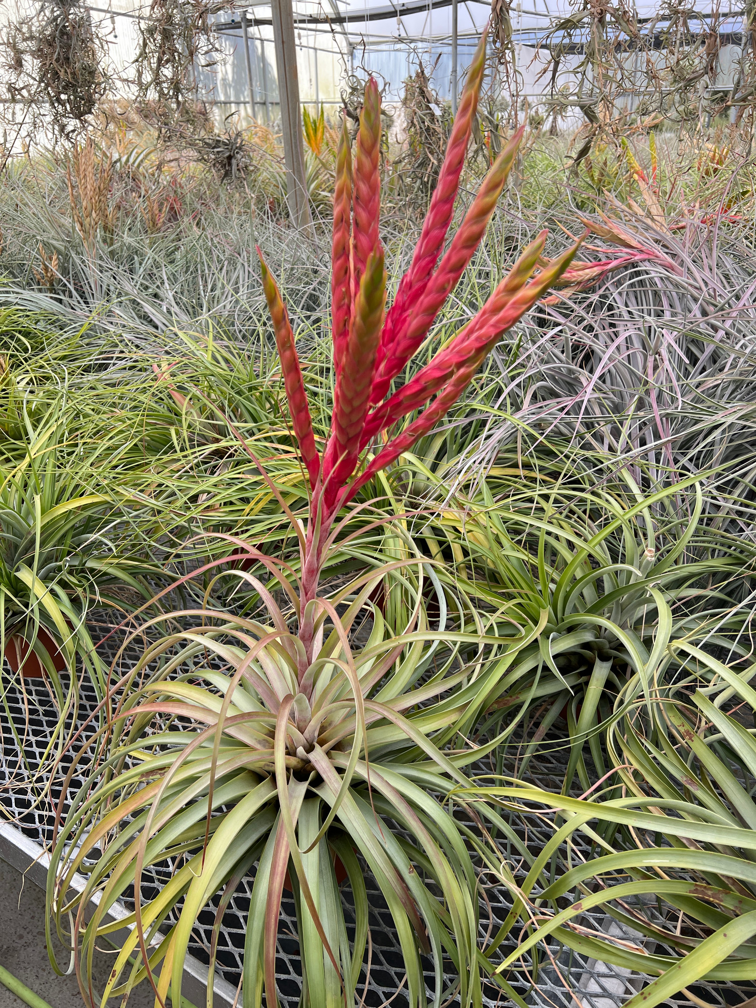 Tillandsia Bahia (T. rothii X fasciculata 'Magnifica') - Bird Rock