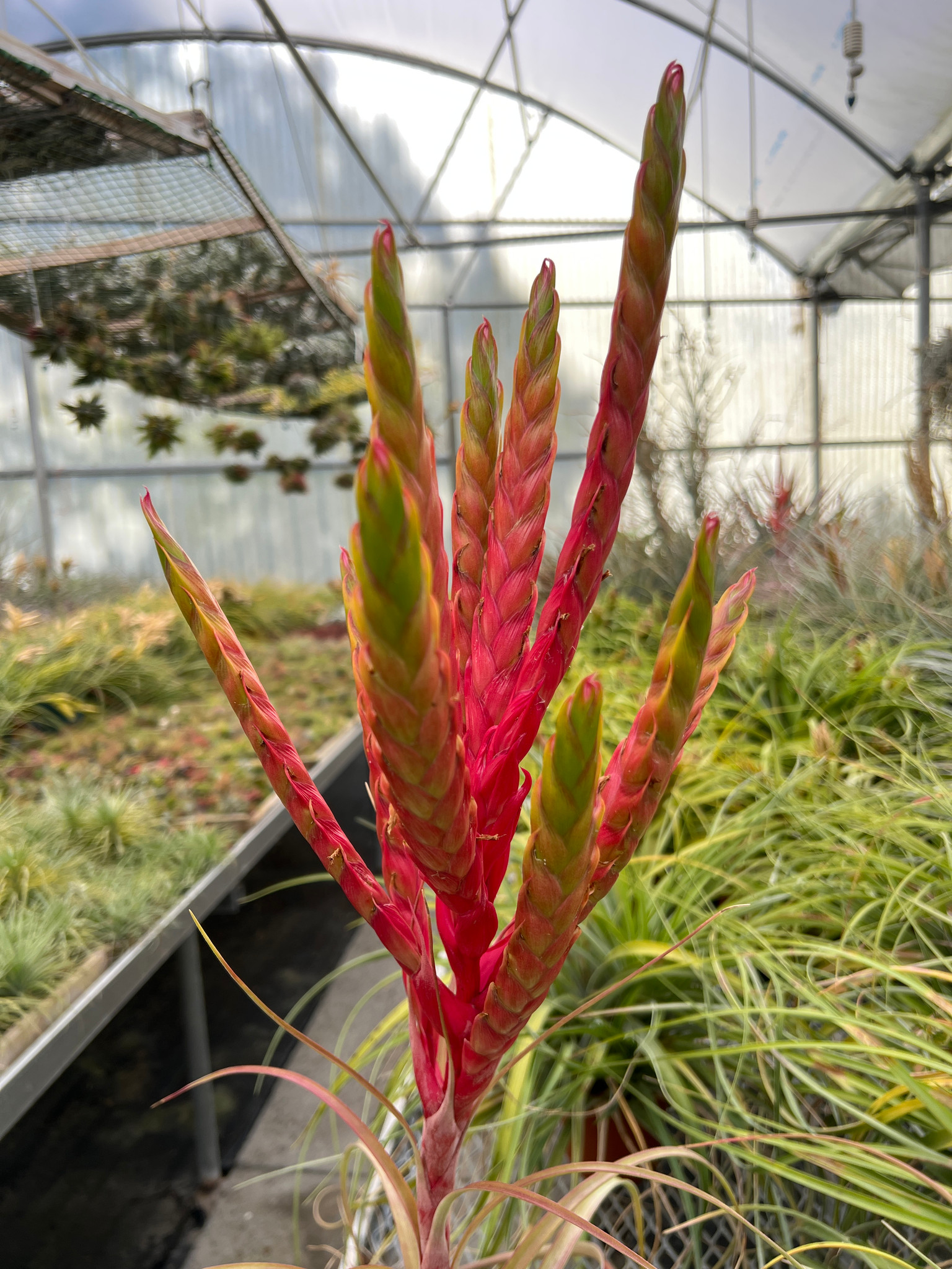 Tillandsia Bahia (T. rothii X fasciculata 'Magnifica') - Bird Rock