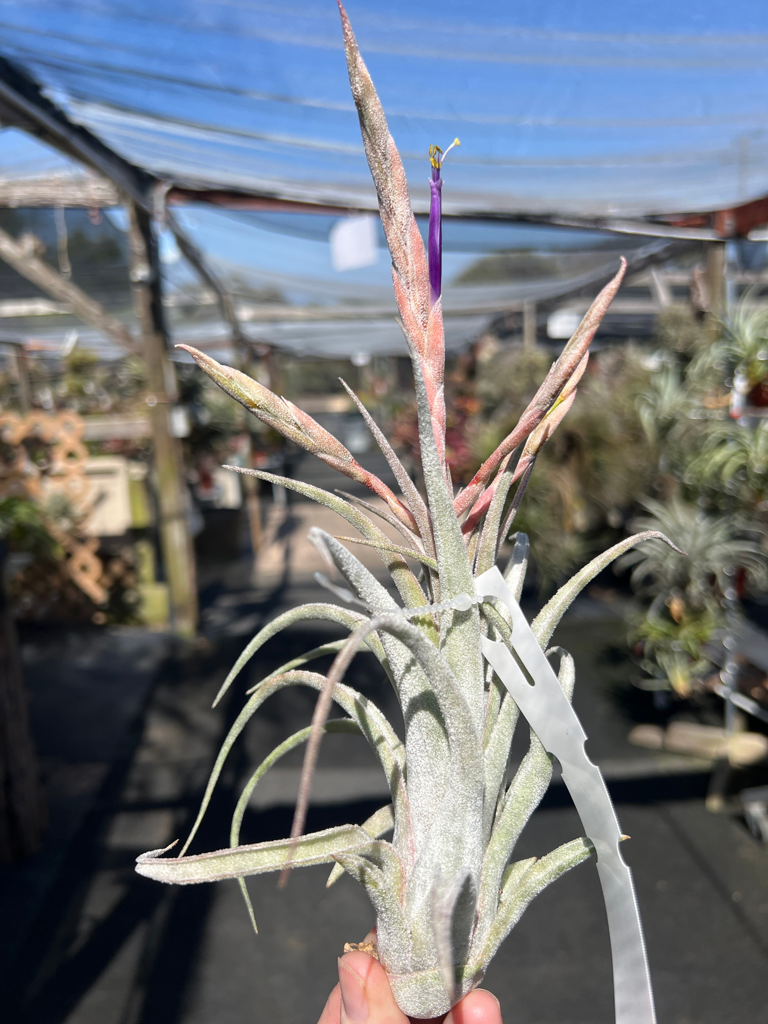 Tillandsia Bird Rock Elegance - (T. streptophylla x pueblensis