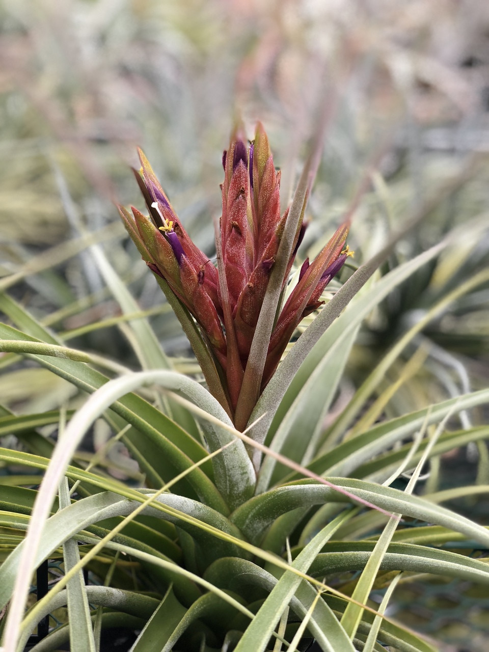Tillandsia Bird Rock Magic - (T. concolor x ehlersiana) - Bird