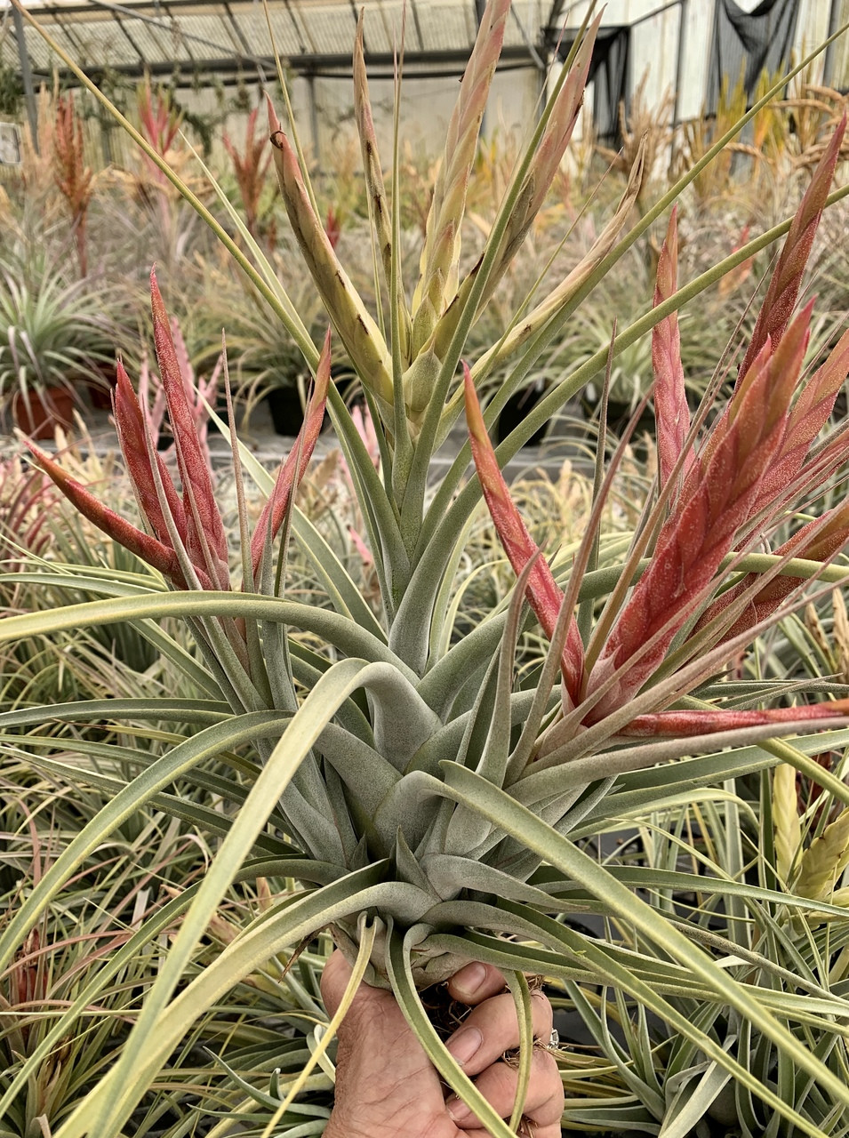 レア) チランジア Bird Rock Tango 子株 レア) チランジア Bird Rock Tango 子株 レア) チランジア Bird Rock