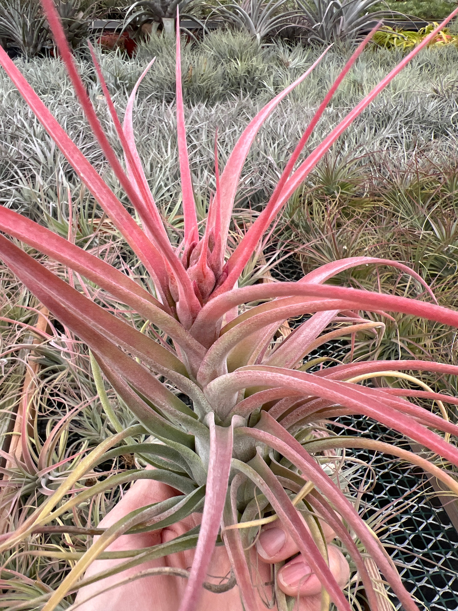 Tillandsia x Zacapa (T. brachycaulos x caput-medusae), Mexico