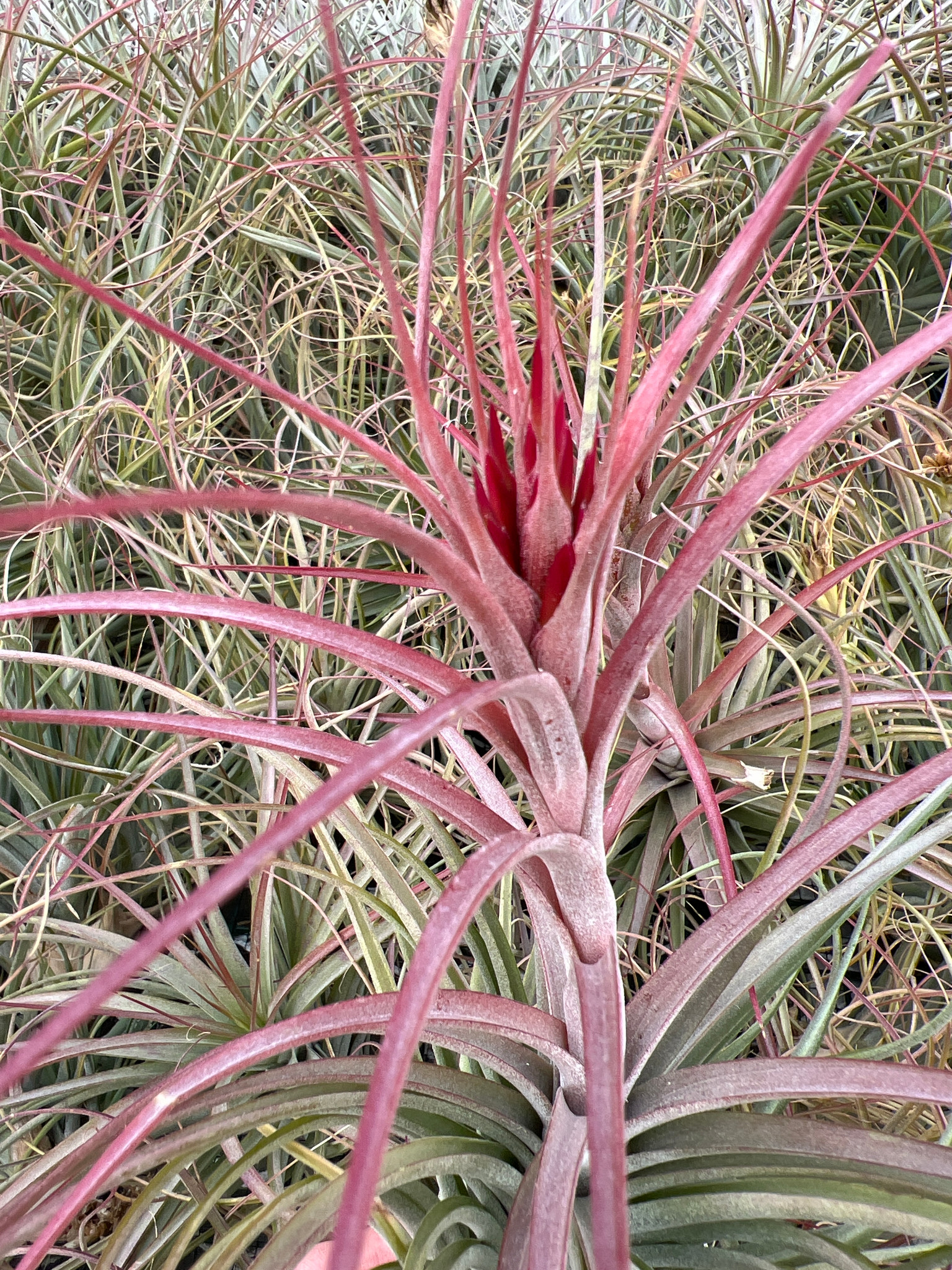 Tillandsia Starburst (T.brachycaulos x schiedeana, spiral form