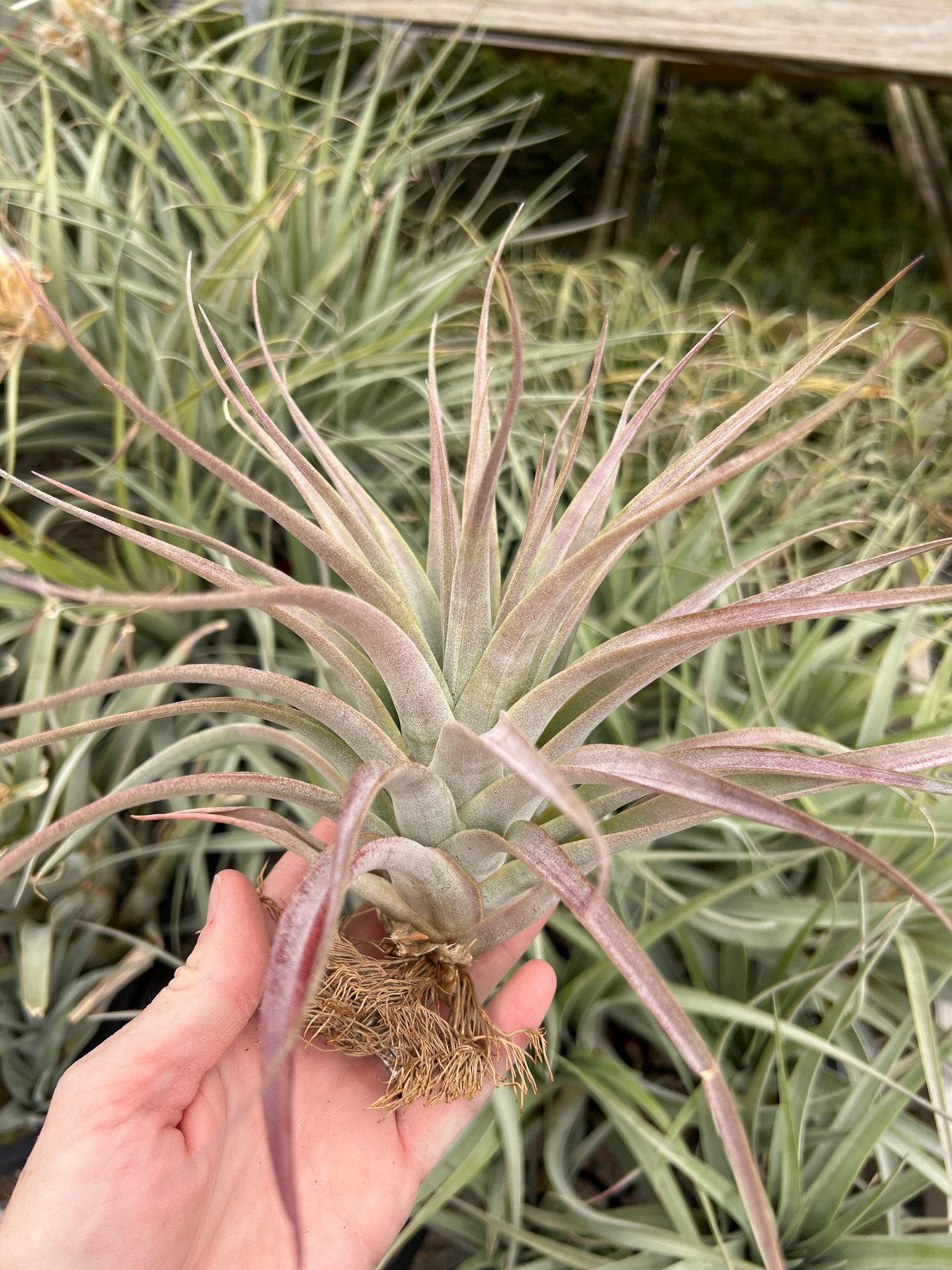 Tillandsia capitata 'Mexico Peach' x fasciculata - Oaxaca, Mexico