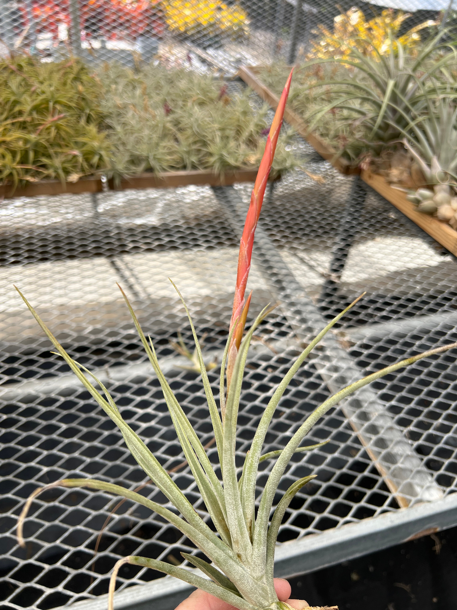 Tillandsia caput-medusae x schiedeana (Mexico) - Bird Rock Tropicals