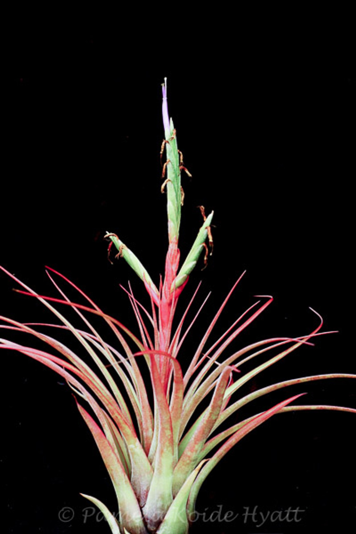 Tillandsia Caribbean Sunrise - (T. balbisiana x tricolor)