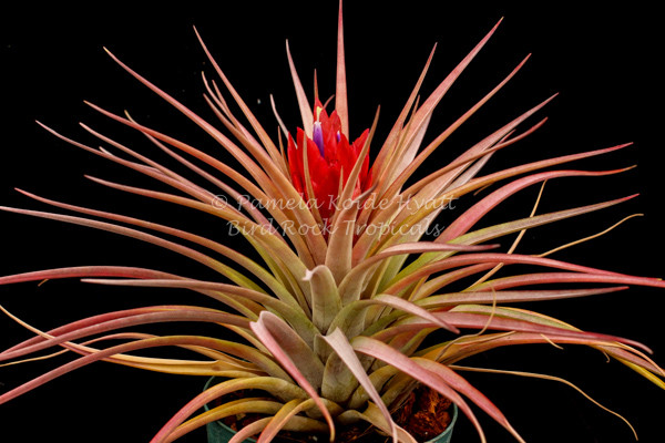 Tillandsia Coquette - (T. rotundata x capitata), Guatemala - Bird