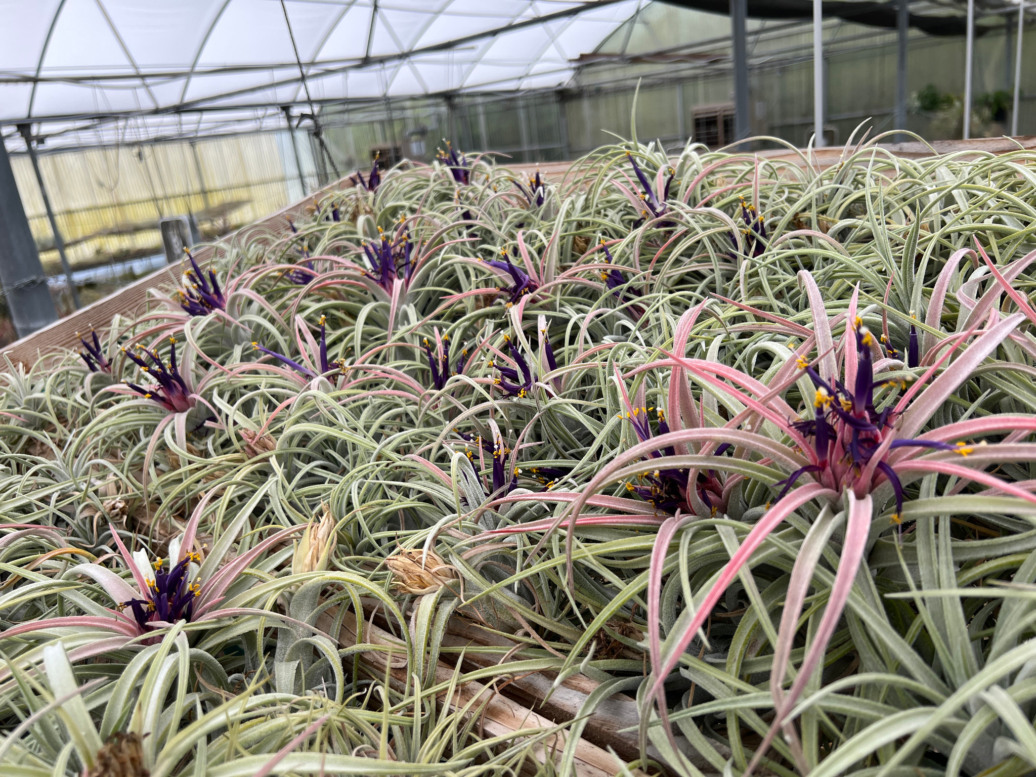 チランジア キューティーパイ Tillandsia Cutie Pie Tillandsia Cutie Pie - (T. ehlersiana x pueblensis), Koide