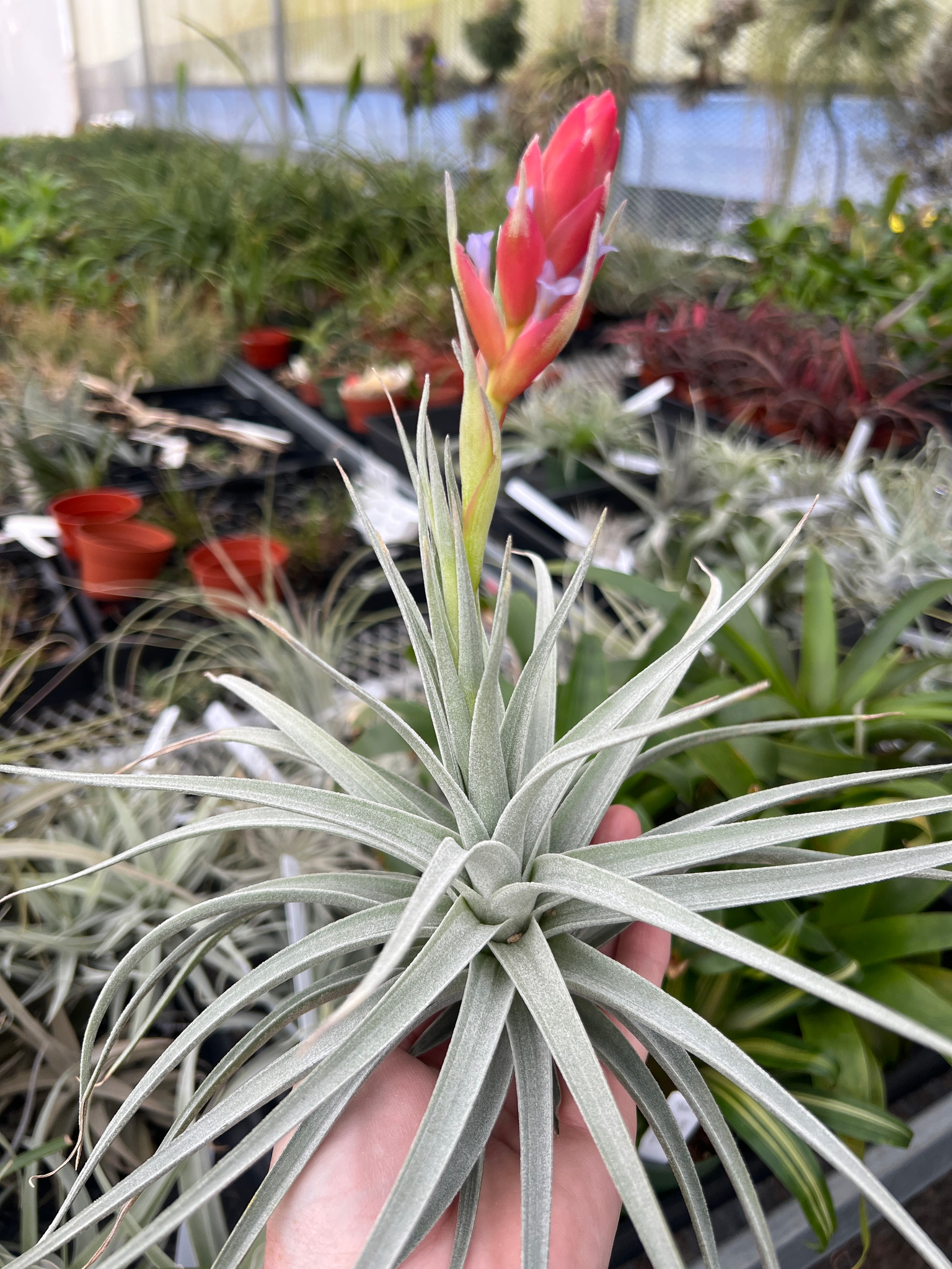 Tillandsia Ed Doherty - (T. aeranthos x leonamiana) - Bird Rock