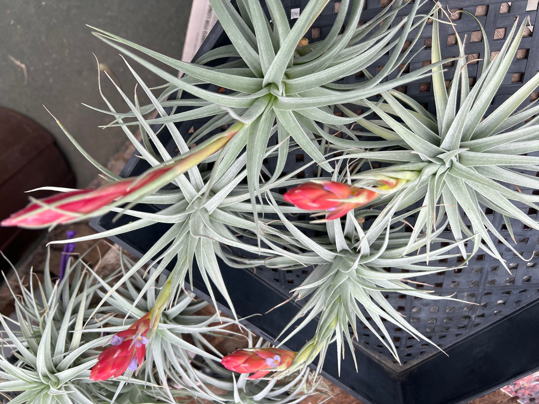 Tillandsia Ed Doherty - (T. aeranthos x leonamiana) - Bird Rock