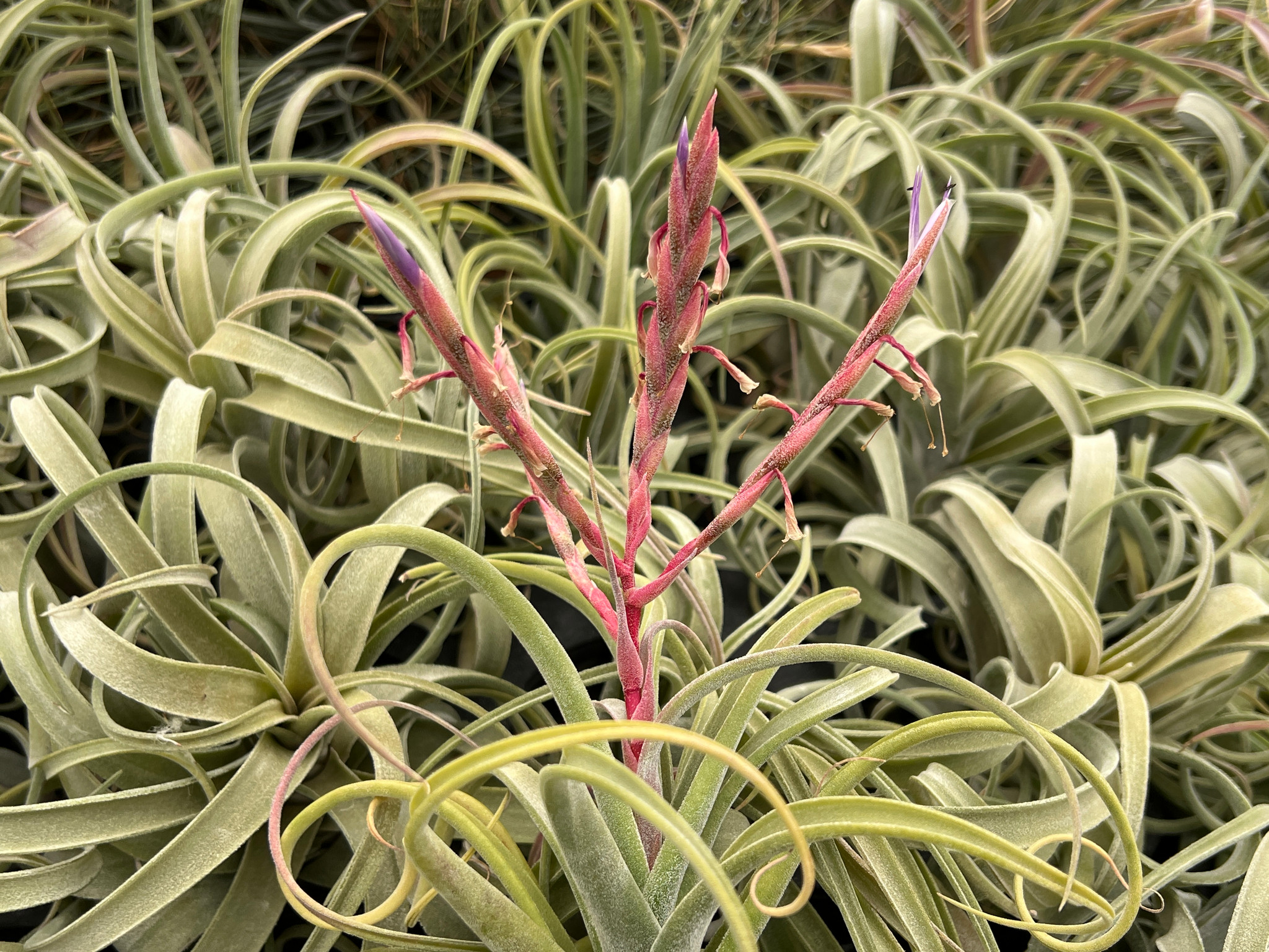 Tillandsia El Guapo - (T. streptophylla x caput-medusae), Mexico