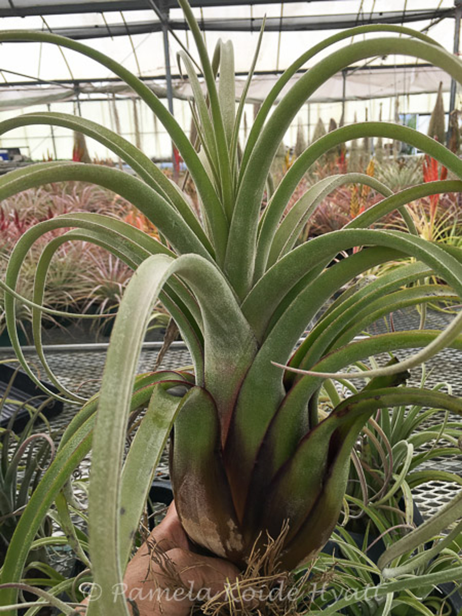 【日本売品】［Pof］Tillandsia streptophylla x ehlersiana ティランジア・ストレプトフィラ x エーレルシアナ アナナス