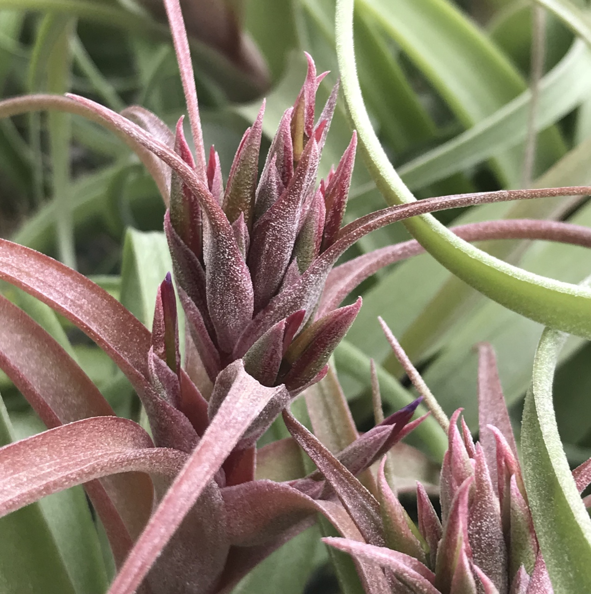 Tillandsia raquette - Bromeliad - Plantopia Maroc