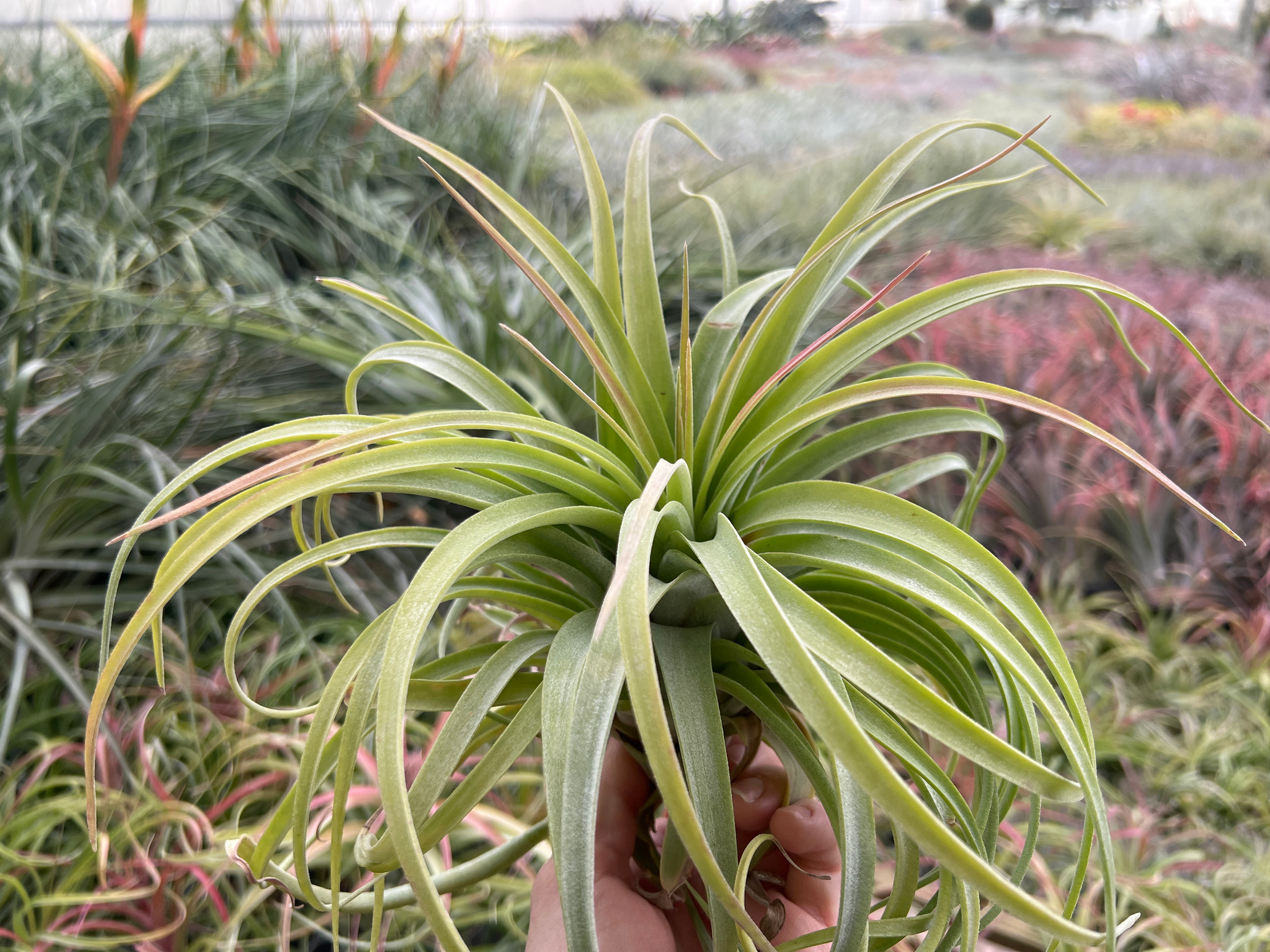 Tillandsia Eric Knobloch - (T. brachycaulos x streptophylla
