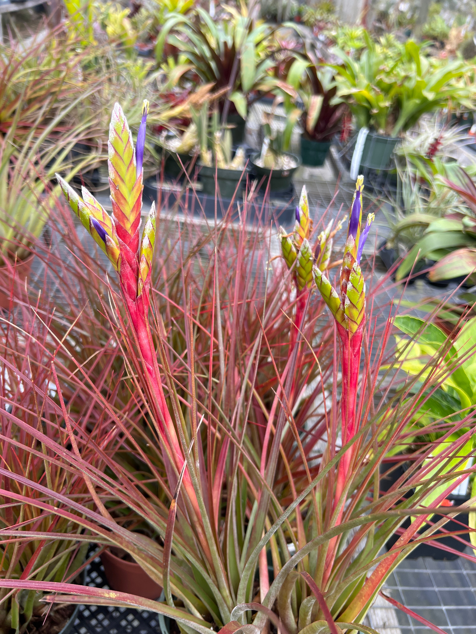 Tillandsia Ervin Wurthman - (T. fasciculata x tricolor) - Bird