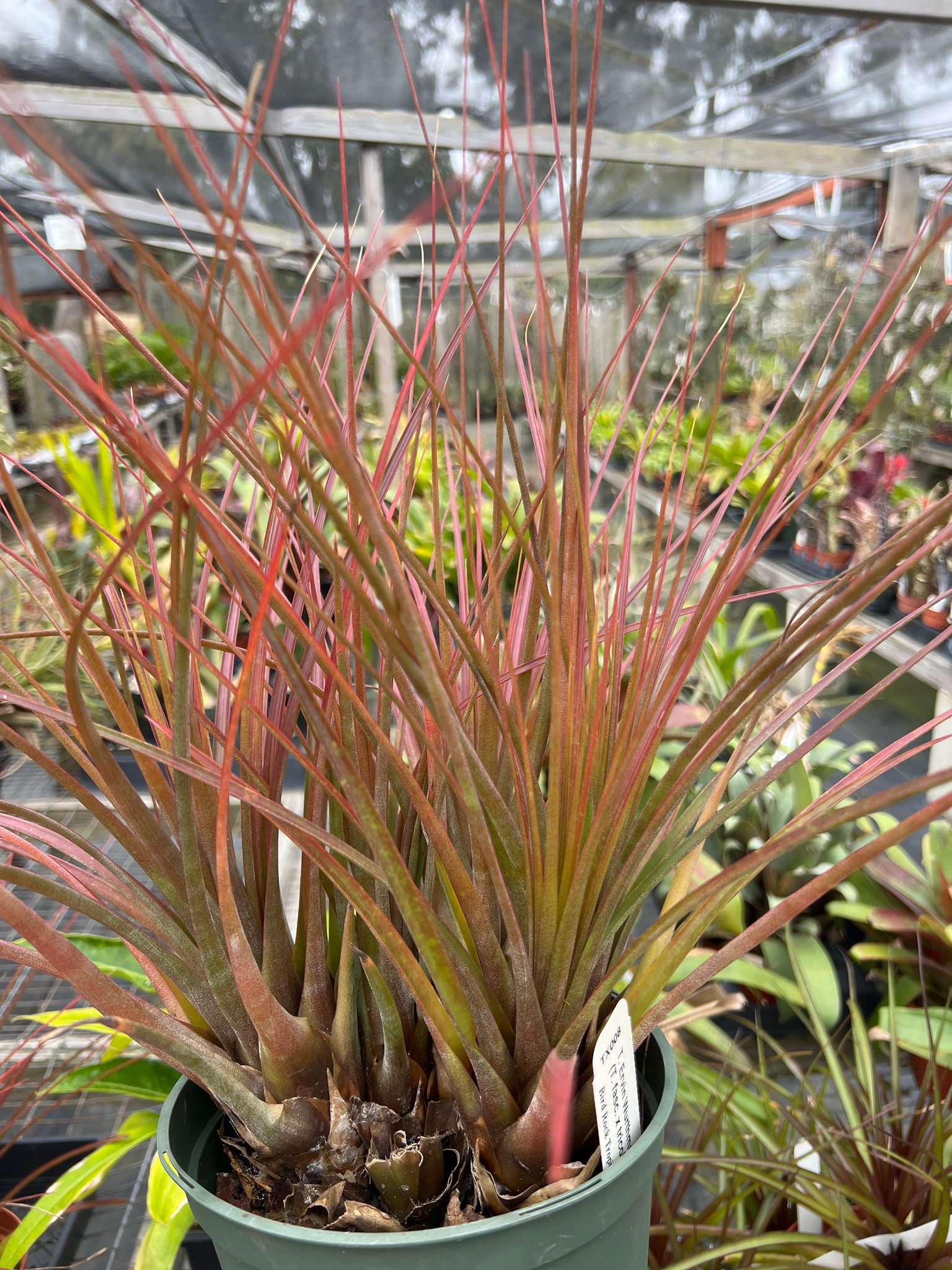 Tillandsia Ervin Wurthman - (T. fasciculata x tricolor) - Bird