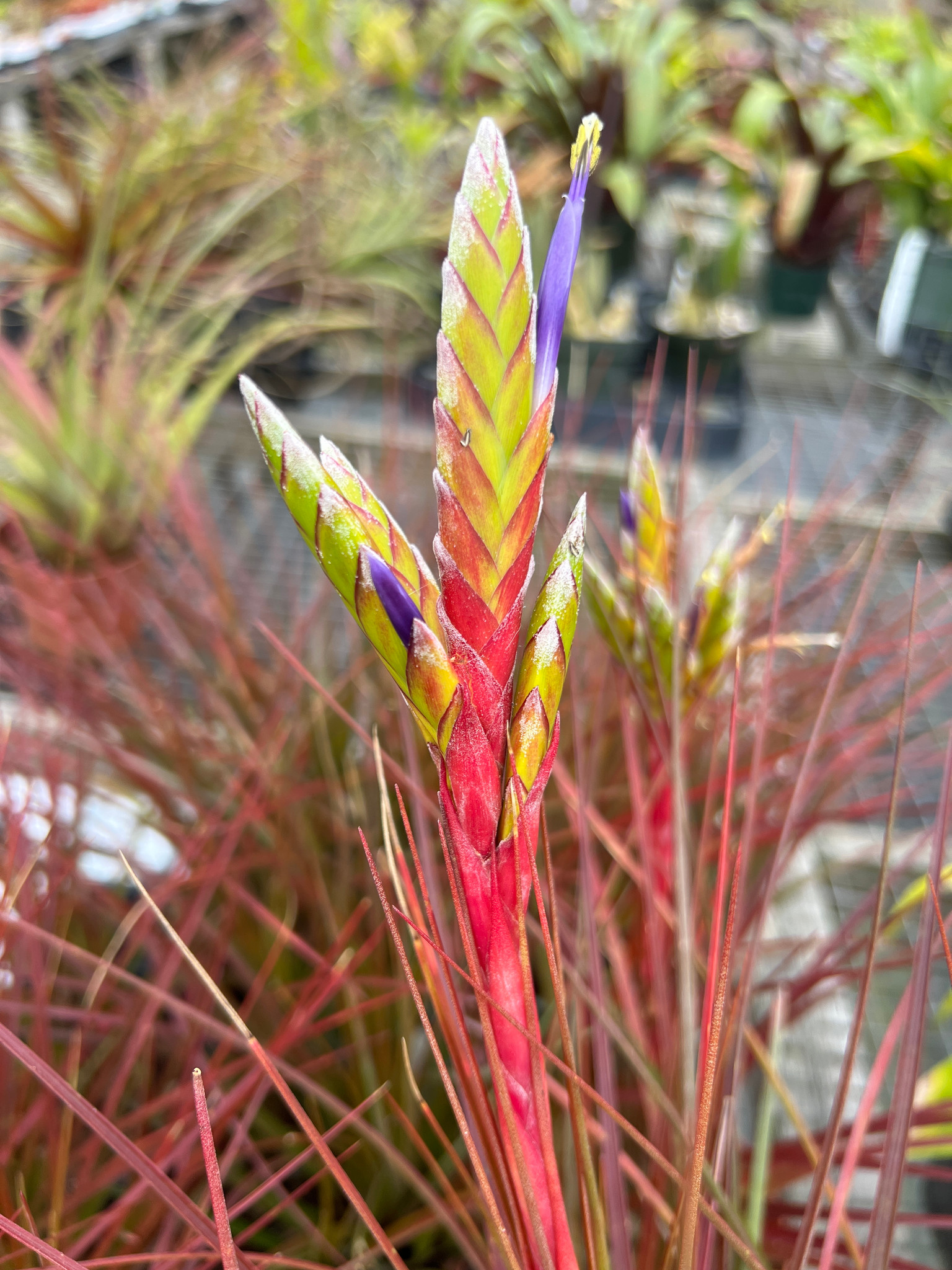 Tillandsia Ervin Wurthman - (T. fasciculata x tricolor) - Bird