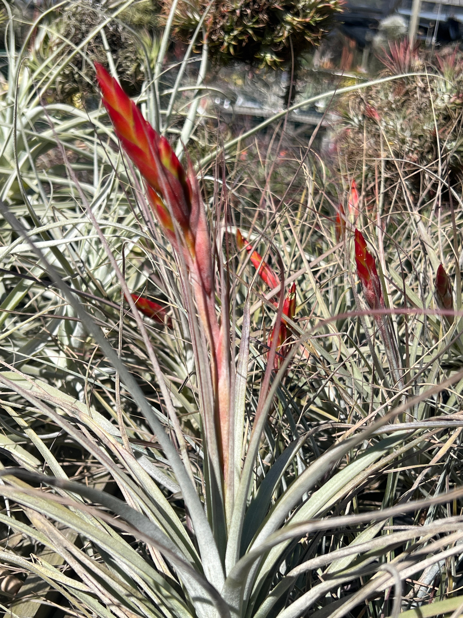 Tillandsia fasciculata x schiedeana - Bird Rock Tropicals