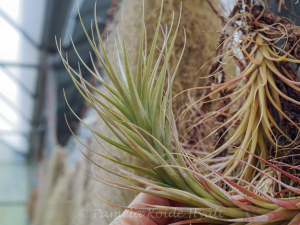 Tillandsia Feather Ware - (T. albida x funckiana) - Bird Rock