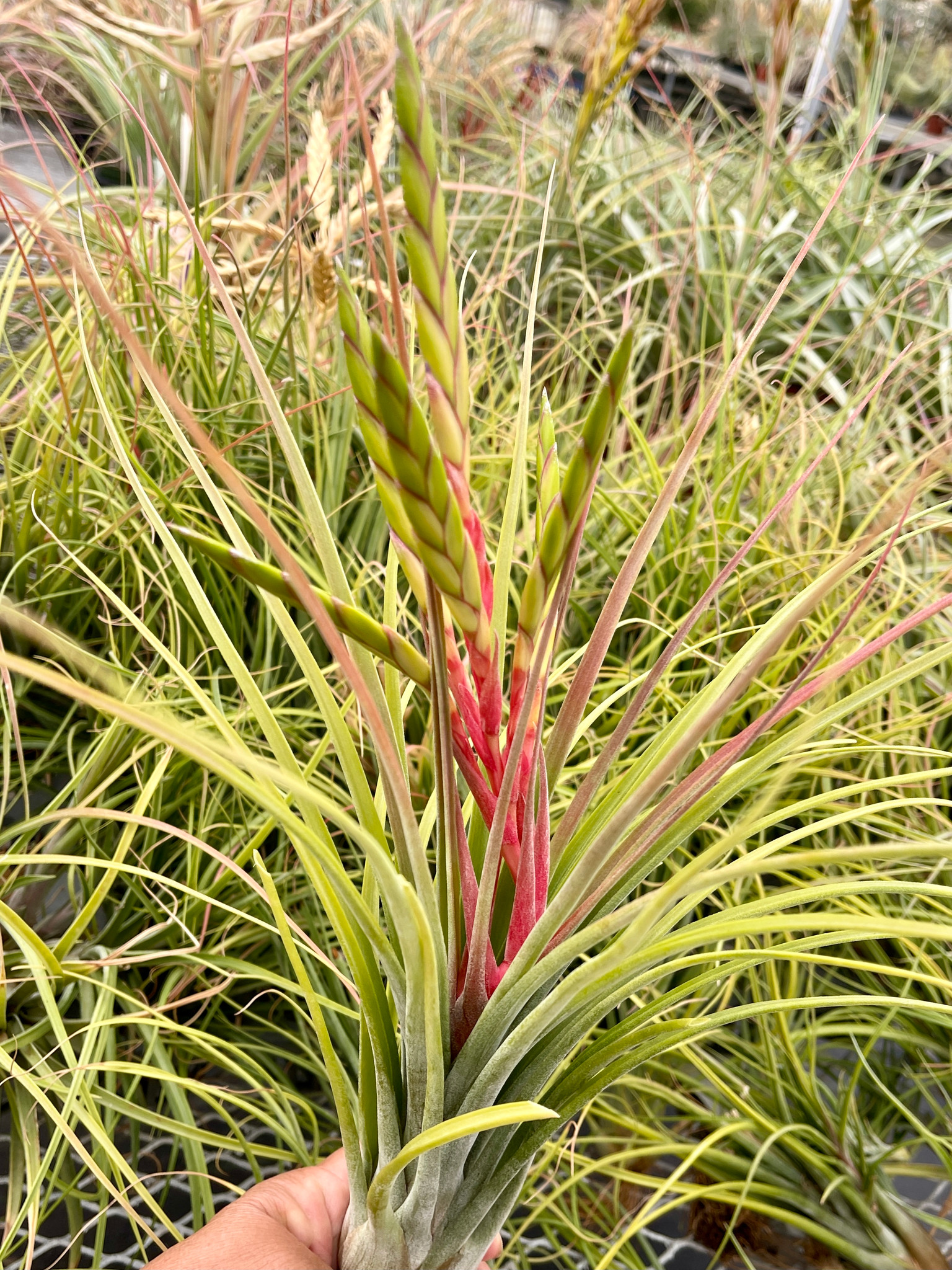 Tillandsia Festival - (T. tricolor x balbisiana)