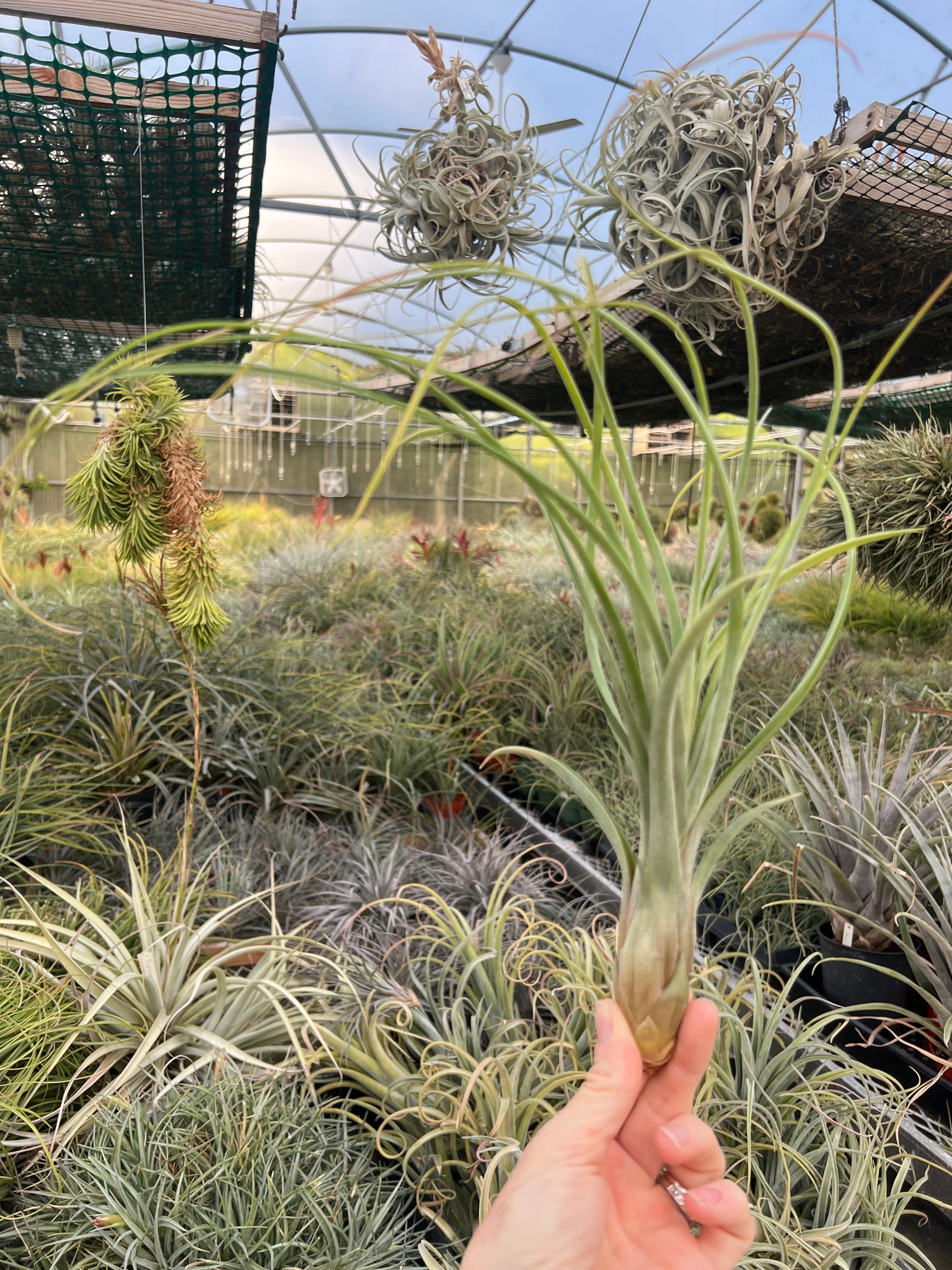 Tillandsia Festival - (T. tricolor x balbisiana) - Bird Rock Tropicals