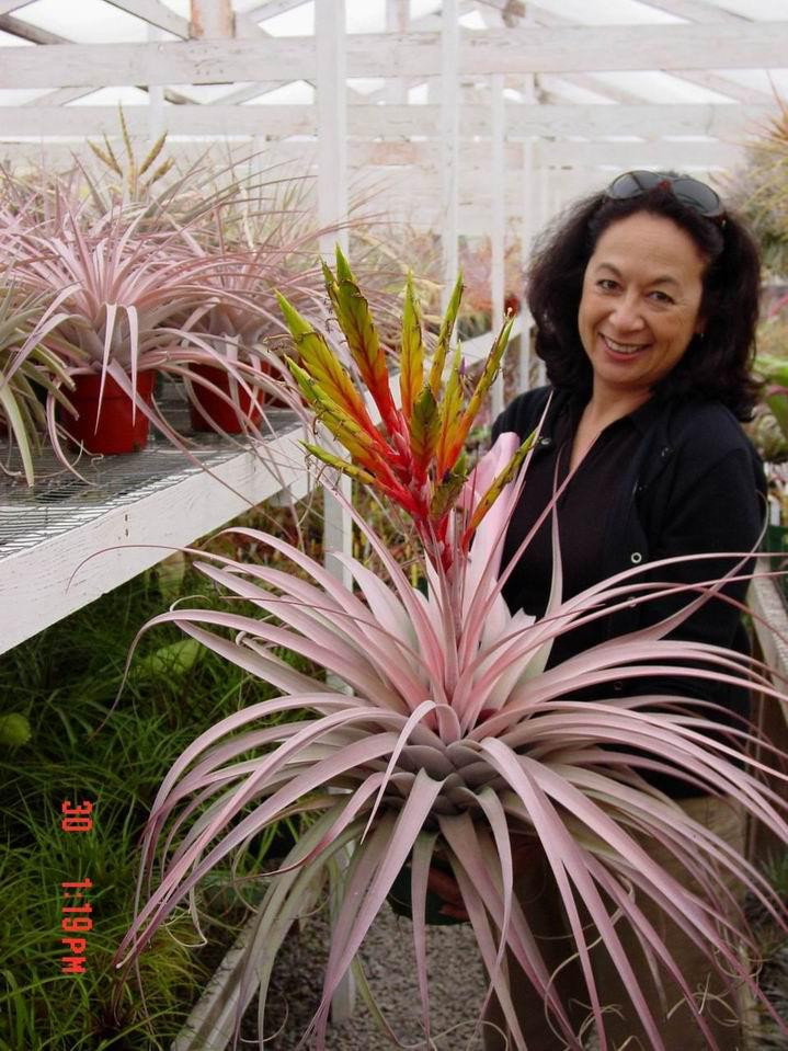 Tillandsia Fireworks - (T. xerographica x roland-gosselinii