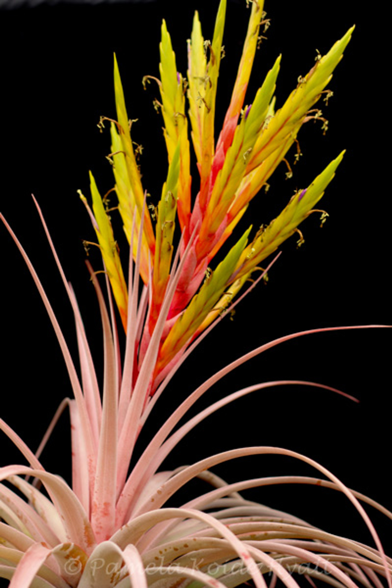 Tillandsia Fireworks - (T. xerographica x roland-gosselinii)