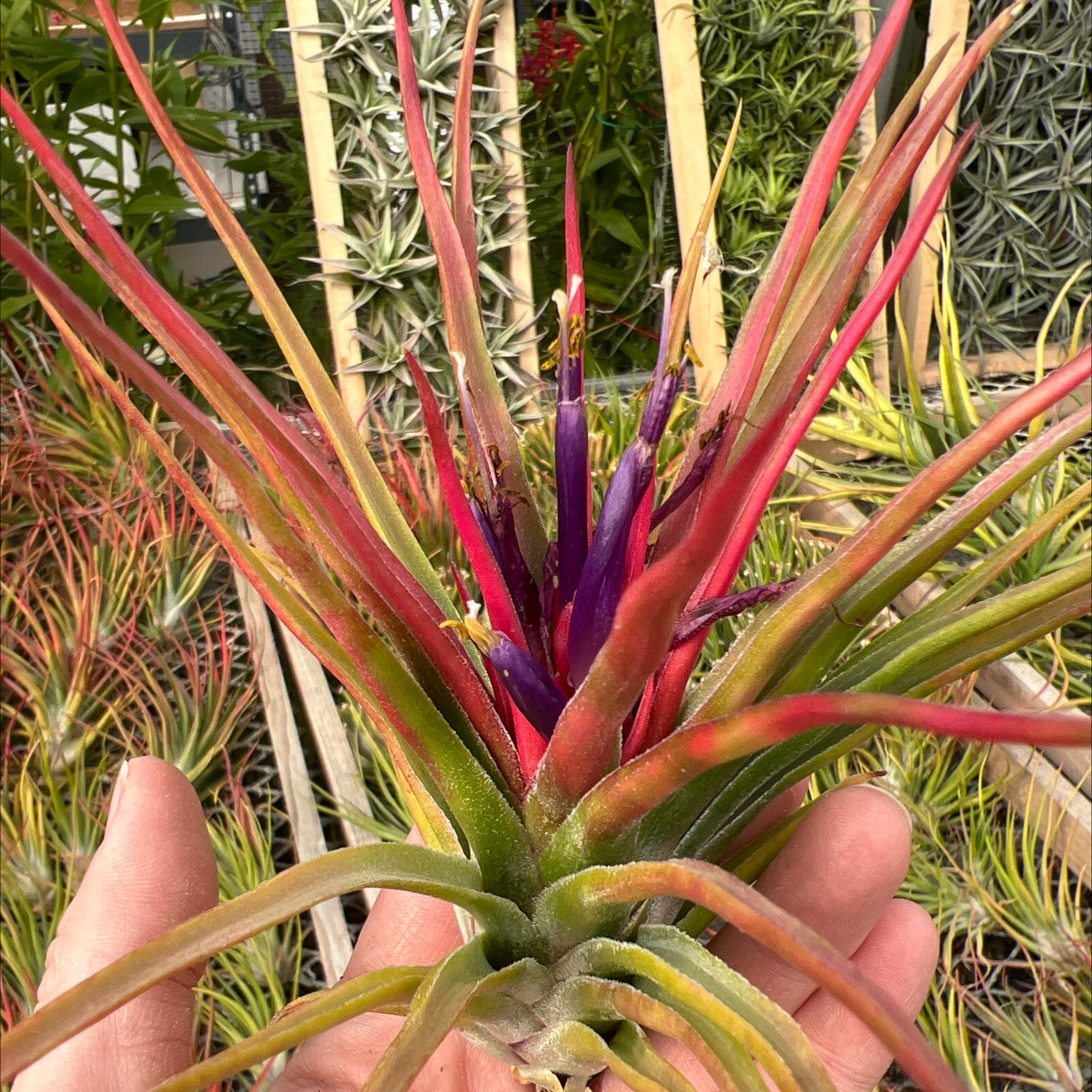 Tillandsia Derek - (T. bulbosa x ionantha) - Bird Rock Tropicals