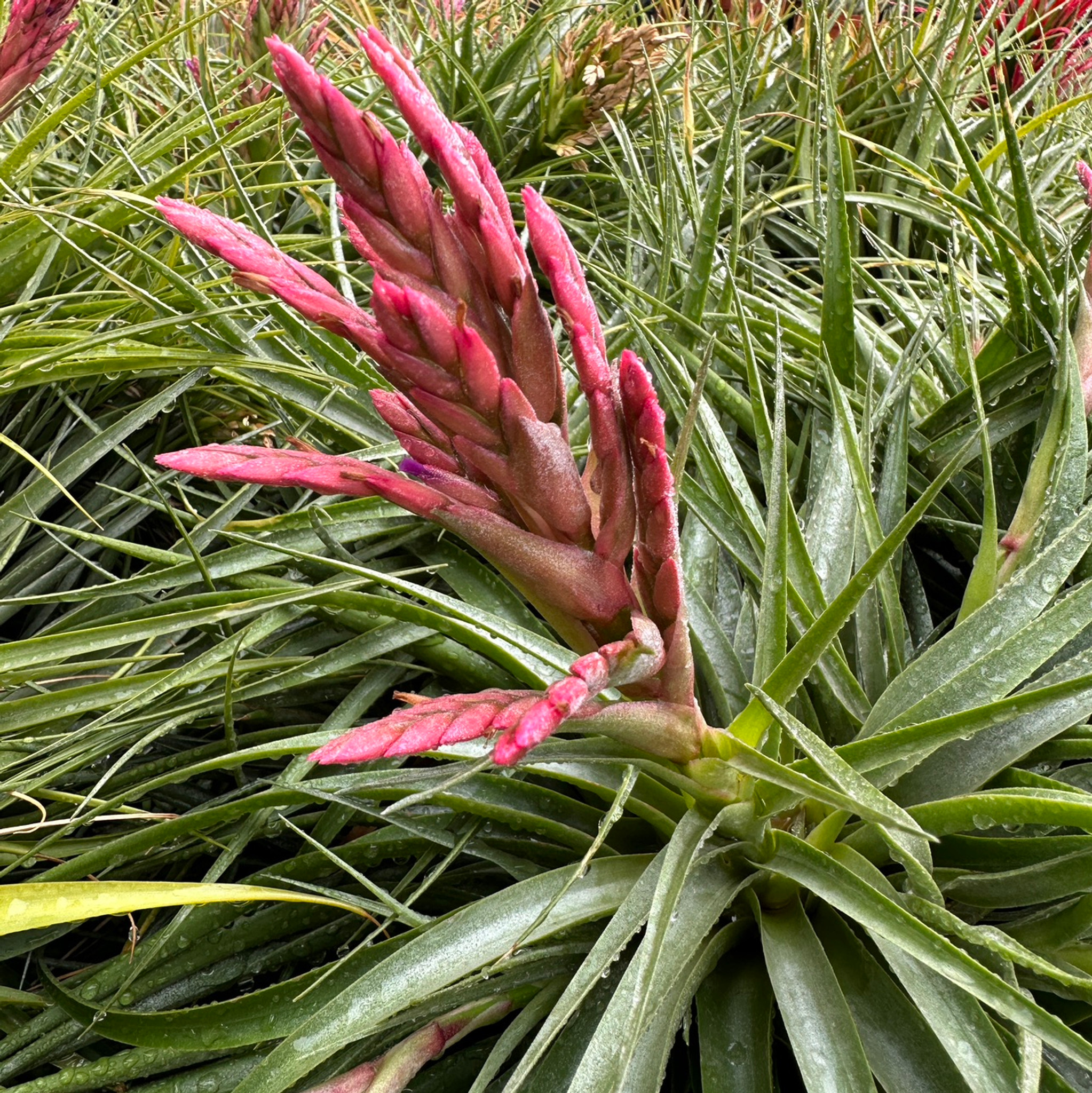 Tillandsia Jungle Gem - (T. geminiflora x latifolia)