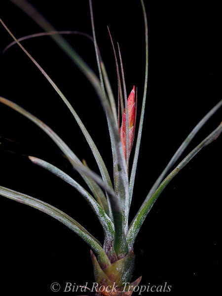 む*ん様 Tillandsia brealitoensis T310__36773.1747864558.jpg?c=2