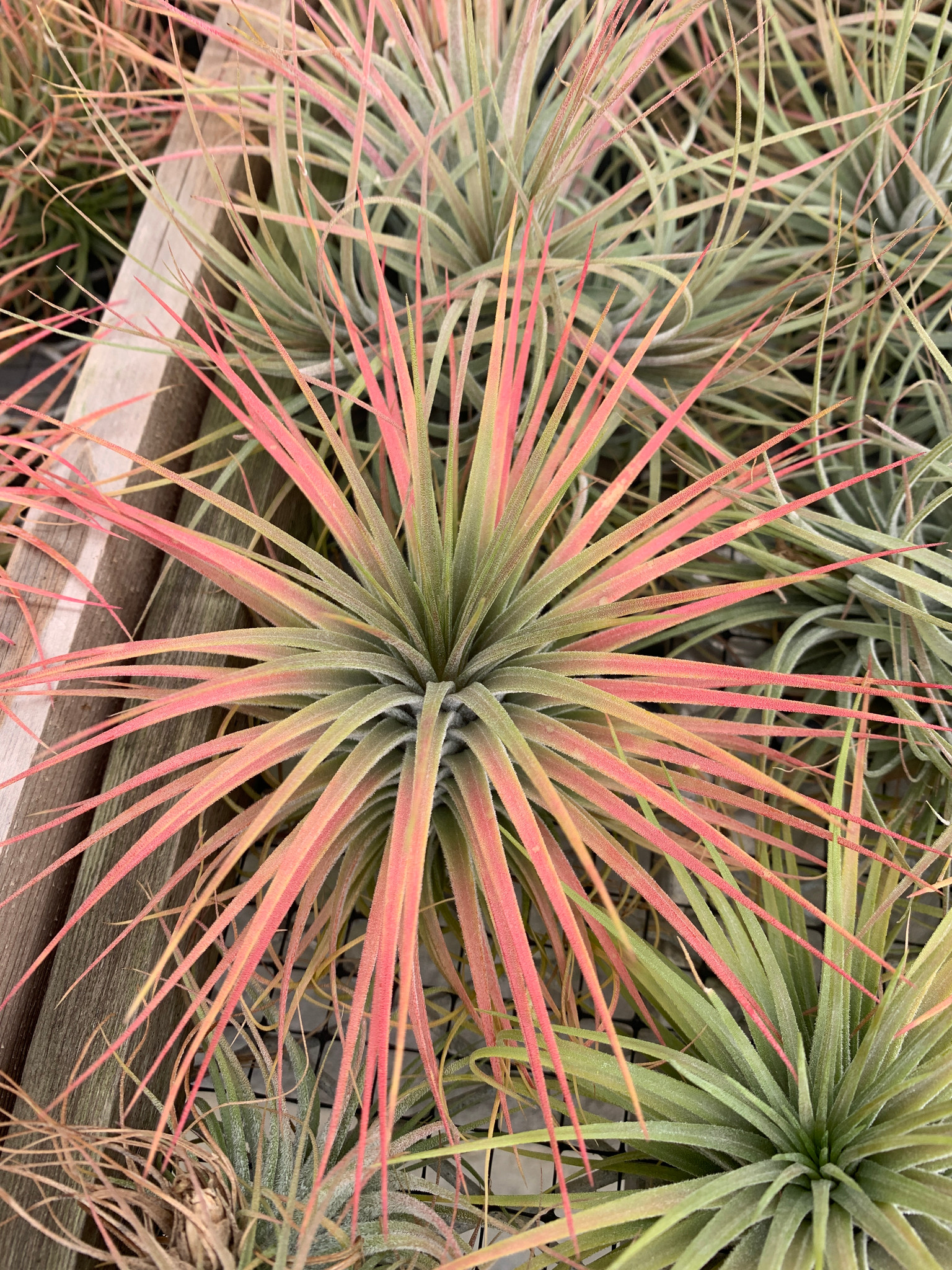 Tillandsia Magic Blush