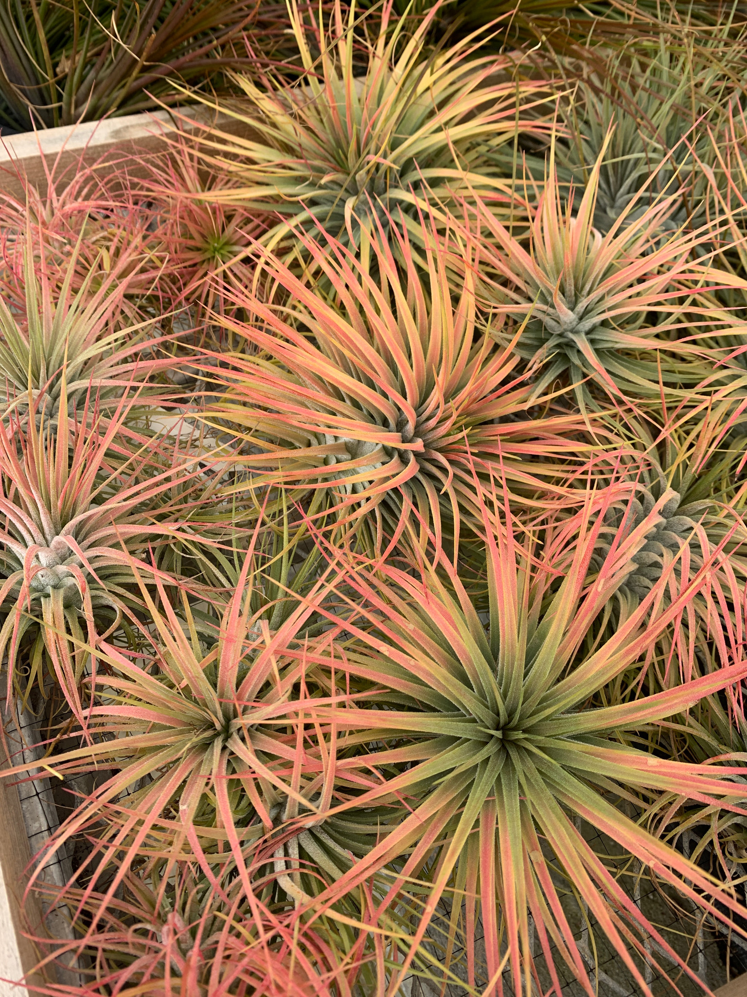 Tillandsia Magic Blush