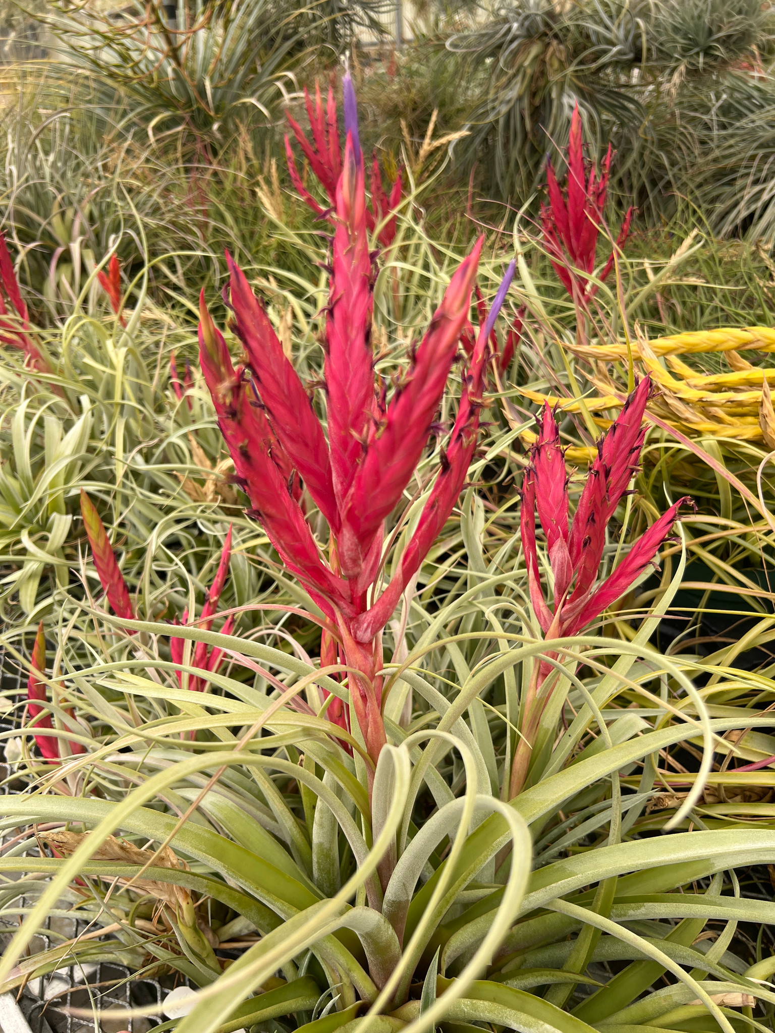 Tillandsia Mary Z - (T. chiapensis x roland-gosselinii