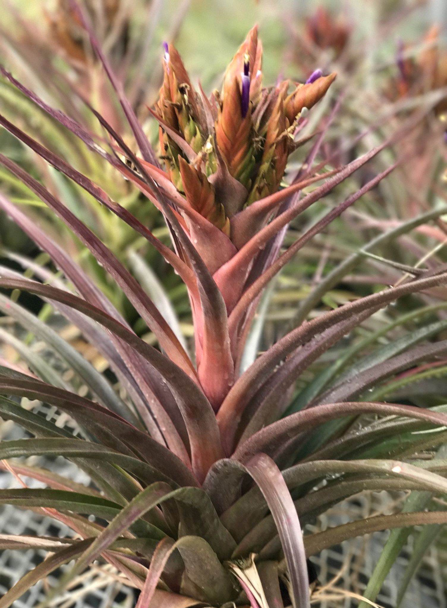 Tillandsia Nellie Rose - (T. jalisco-monticola x capitata 'Rubra