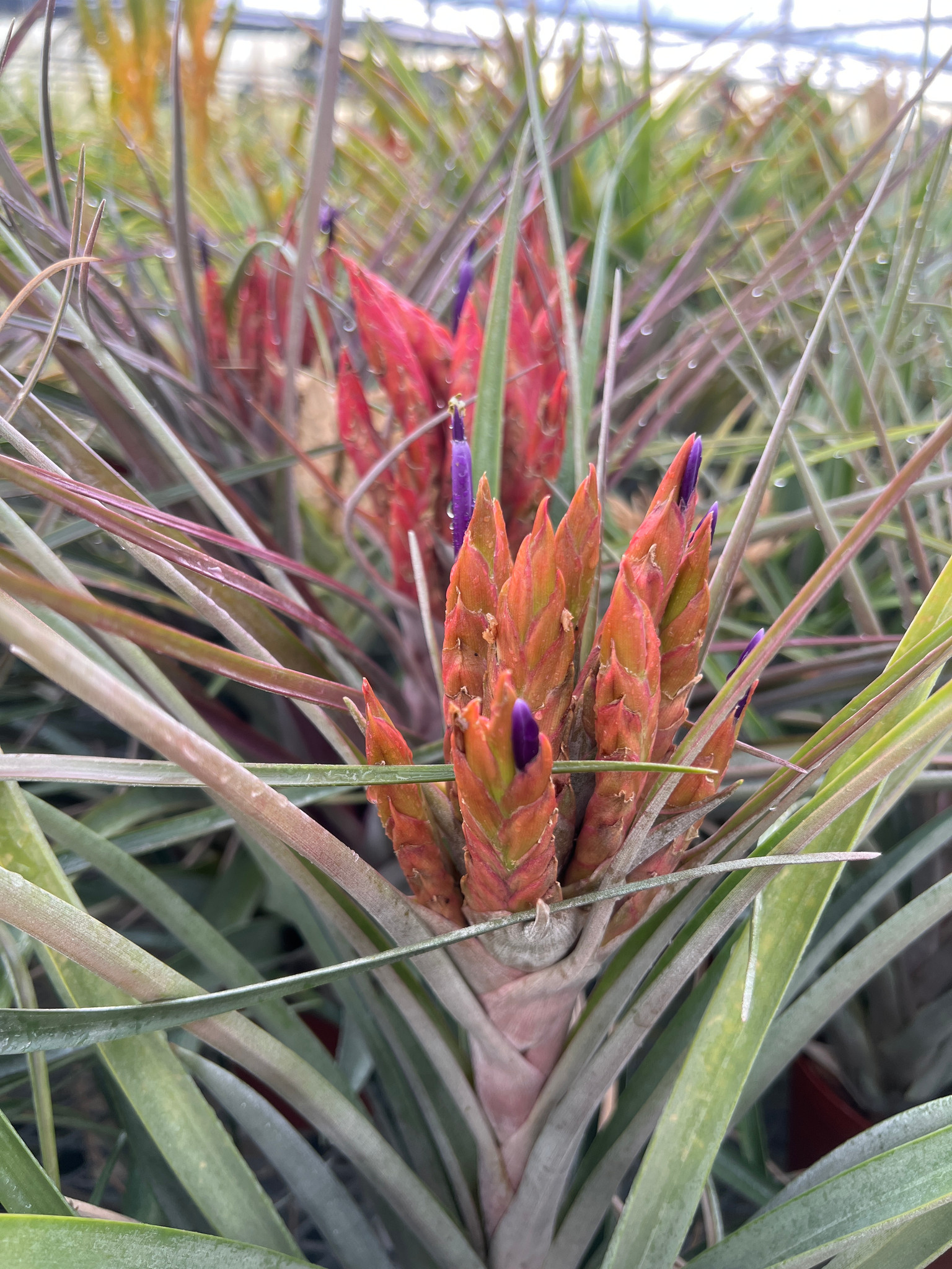 Tillandsia Nellie Rose - (T. jalisco-monticola x capitata 'Rubra