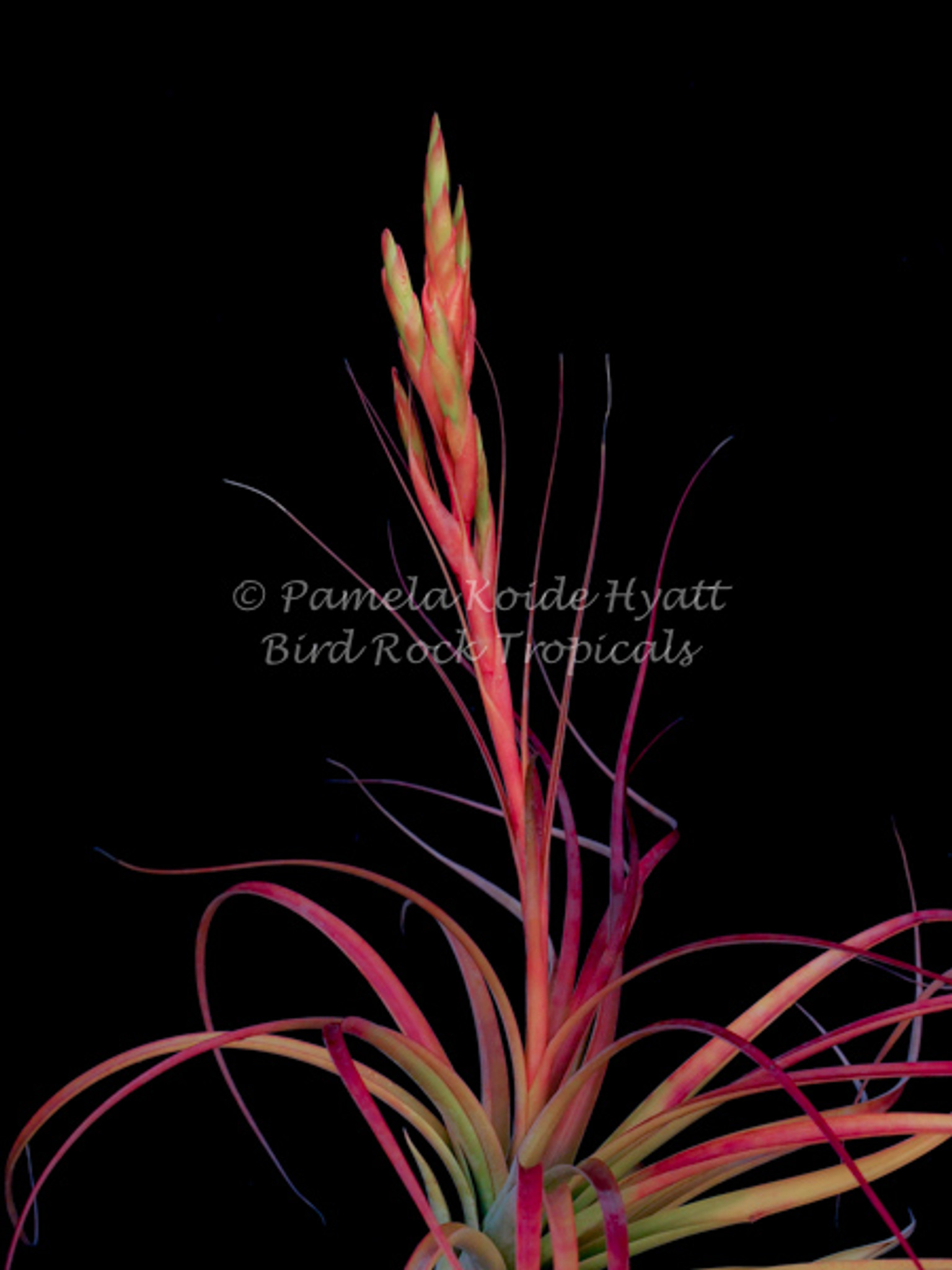 Tillandsia Orange Rainbow 送料無料 Tillandsia Orange Rainbow ( capitata Orange Variegated