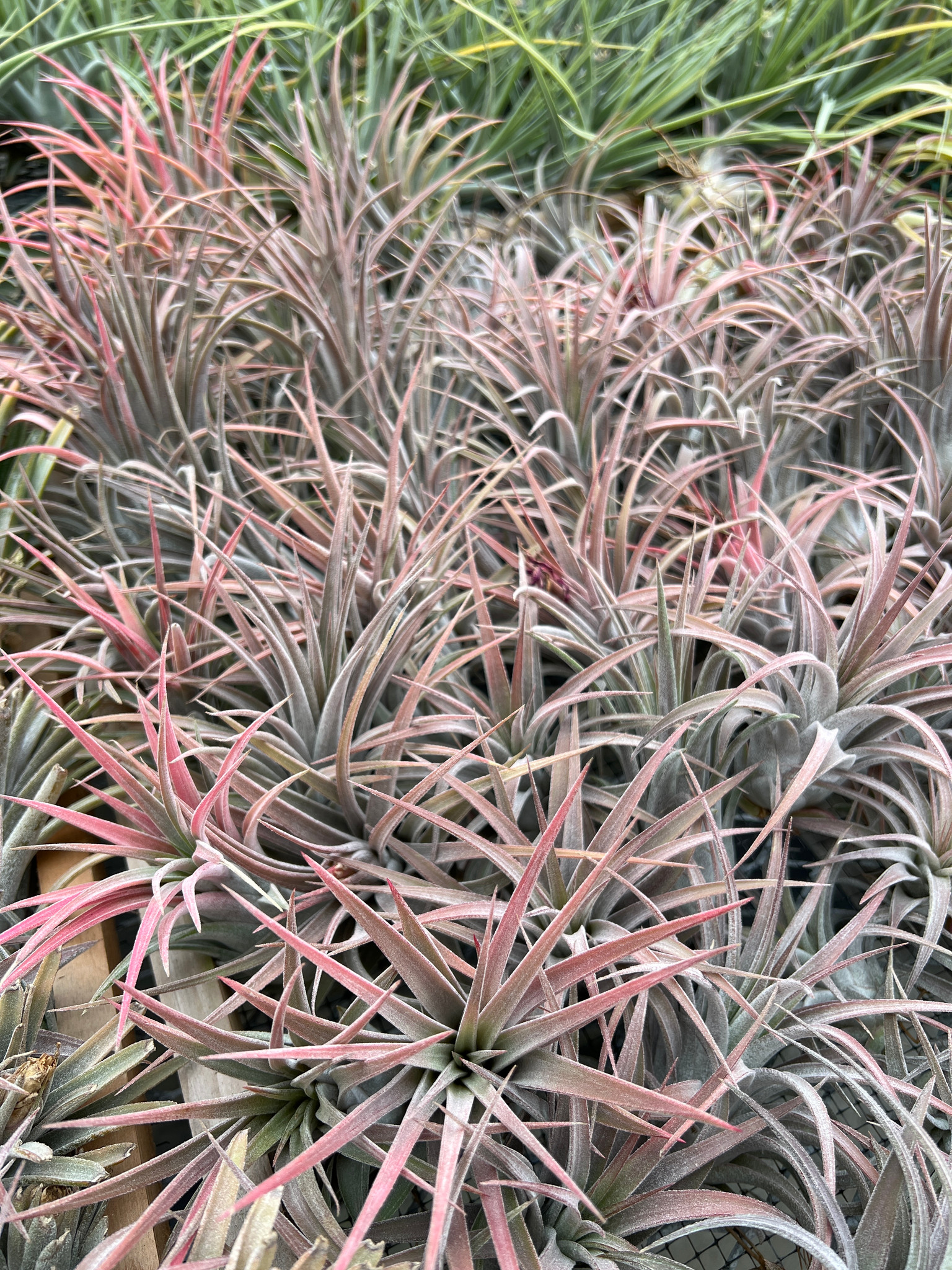 Tillandsia Silver Trinket - (T. ionantha x chiapensis) - Bird Rock