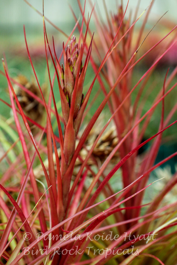 チランジア パチャラ レッドベルベット スカーレットレッドビューティー Tillandsia 'Pachara Red Velvet Scarlet Red Beauty' チランジア パ