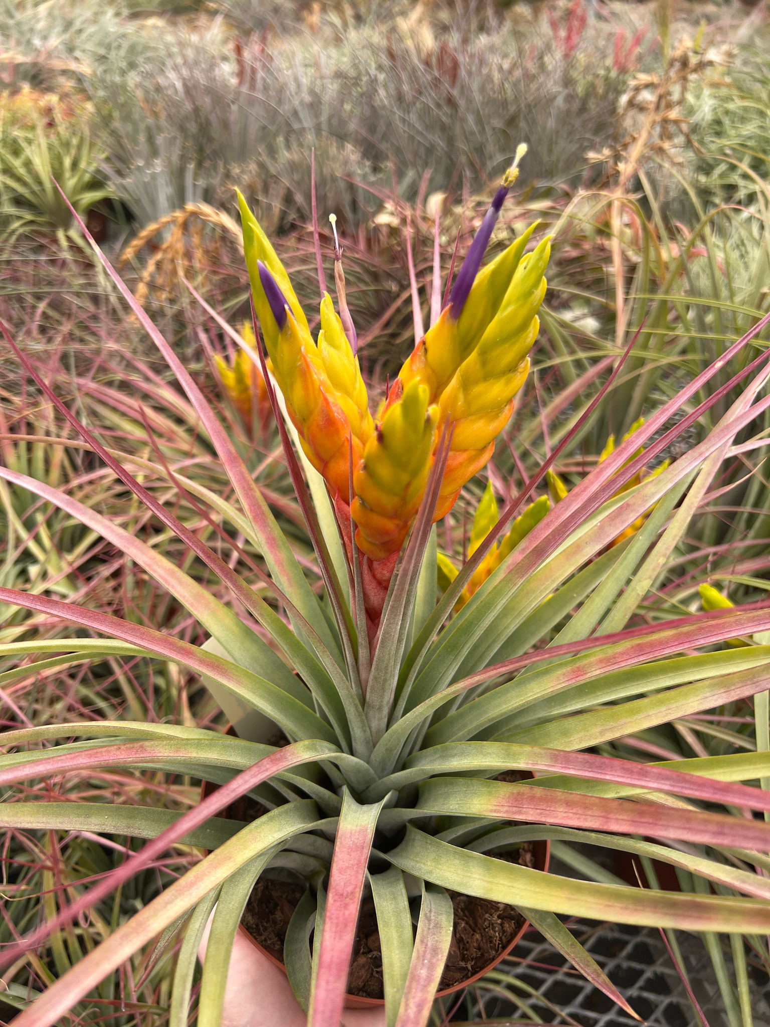Tillandsia Sunburst - (T. fasciculata v. uncispica x fasciculata v