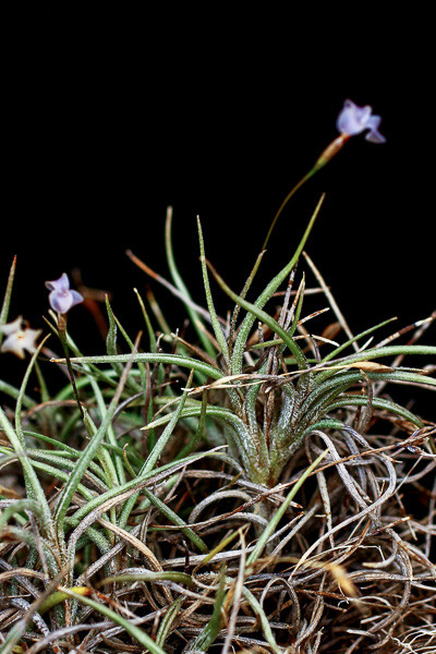 Tillandsia peiranoi 最終値下げ‼️ 【公式通販】 Tillandsia peiranoi 最終値下げ‼️ 【公式通販】