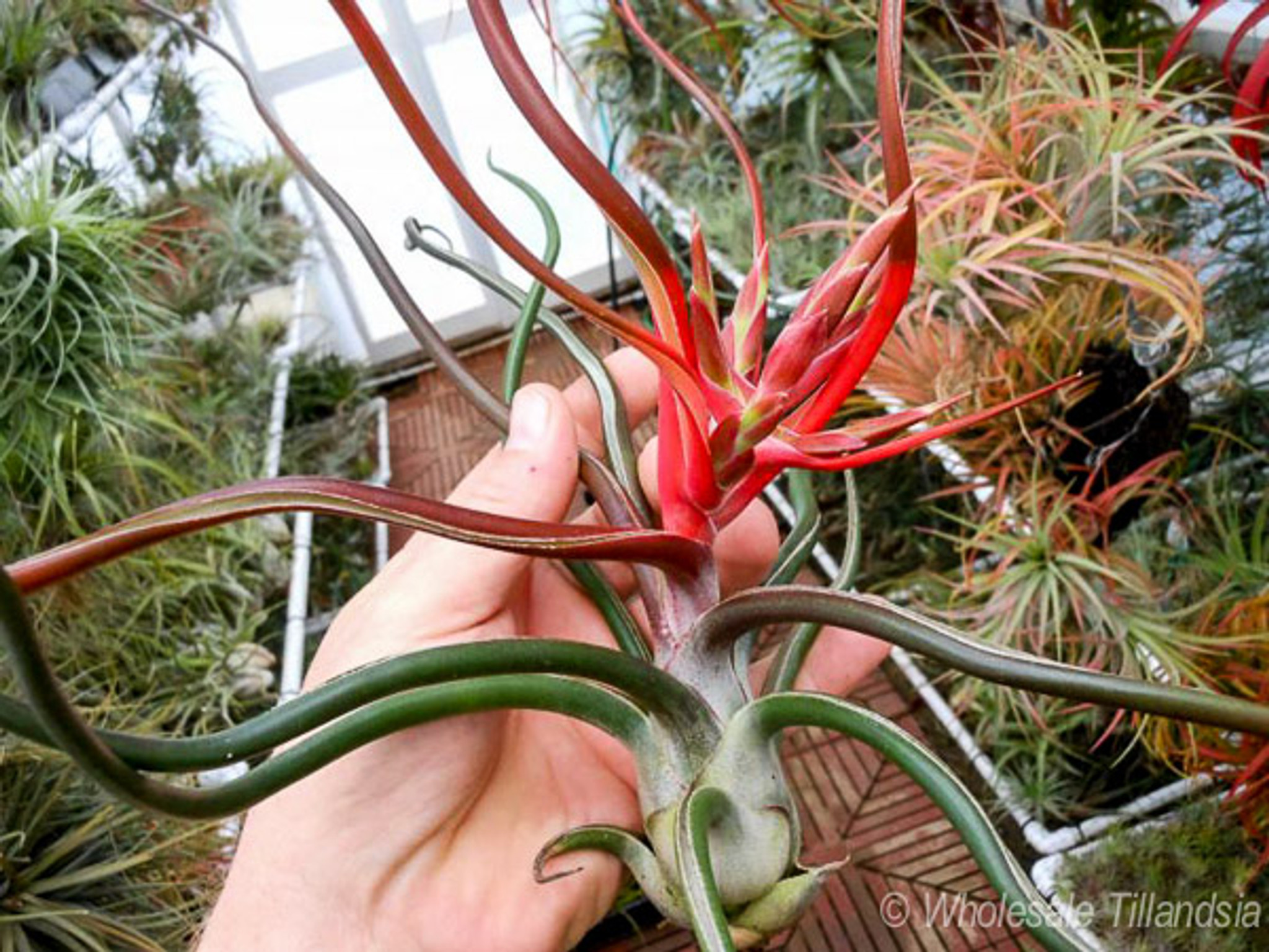 Tillandsia bulbosa (giant form)