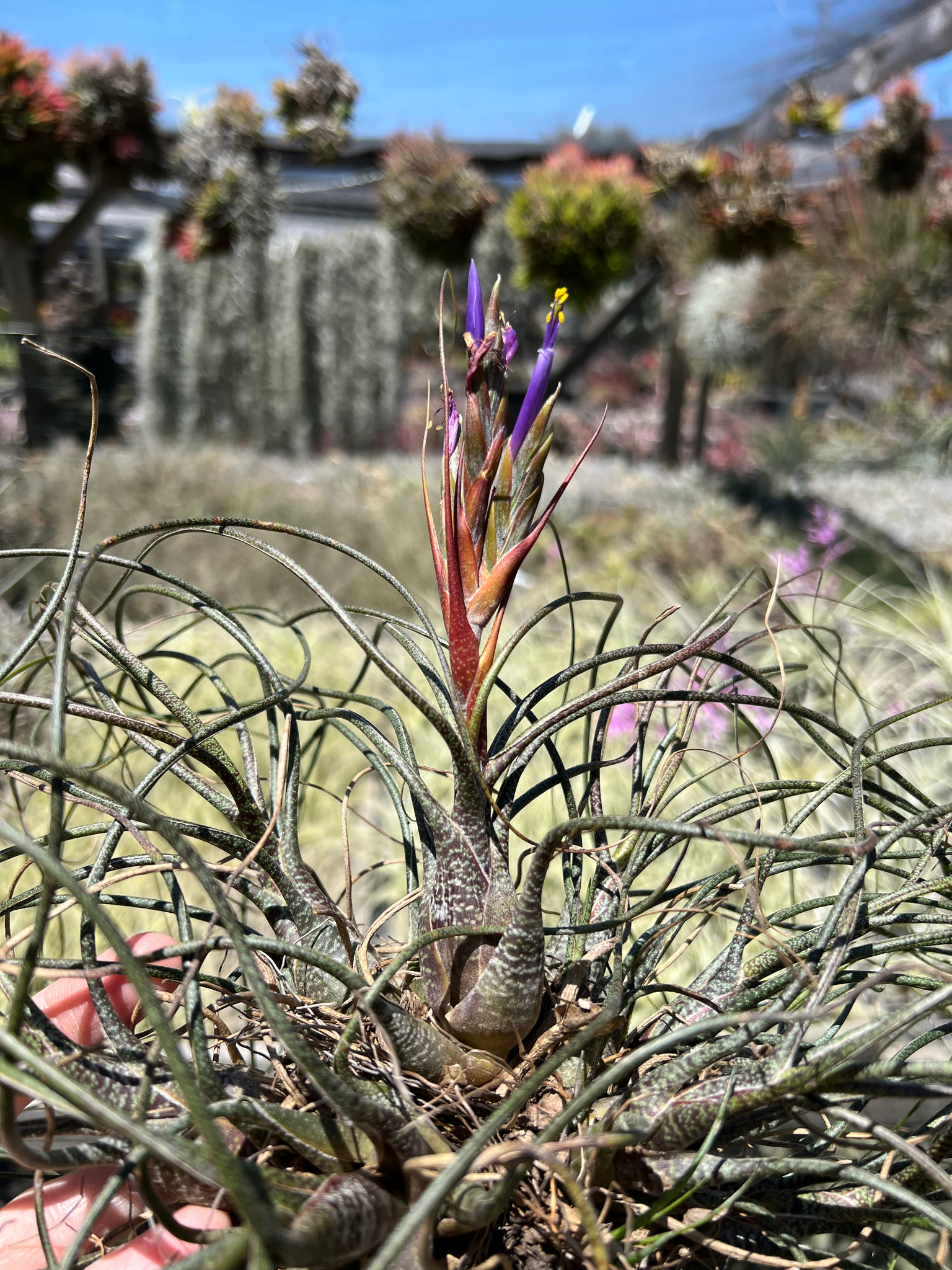 Tillandsia butzii - Bird Rock Tropicals