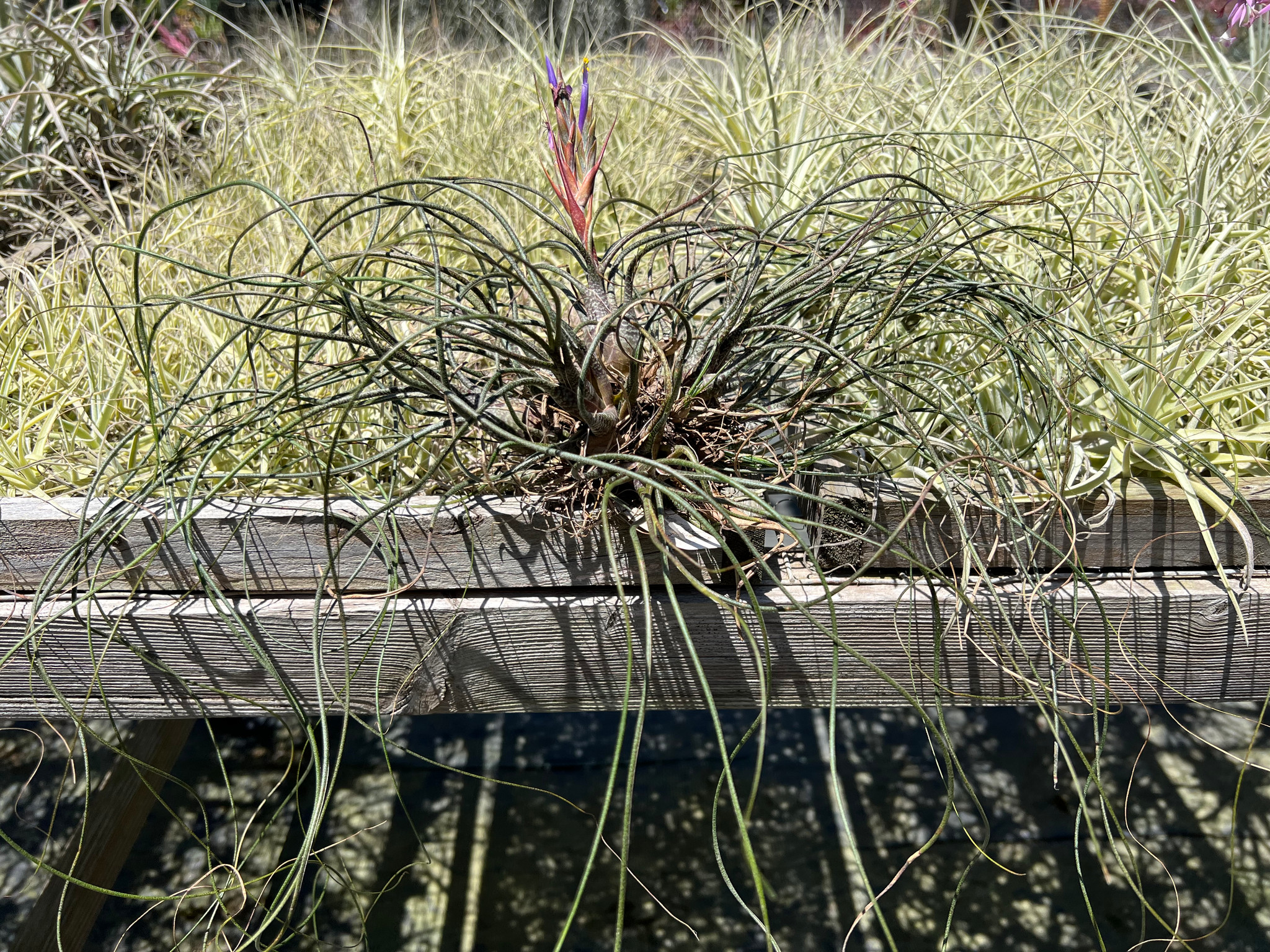 Tillandsia butzii - Bird Rock Tropicals