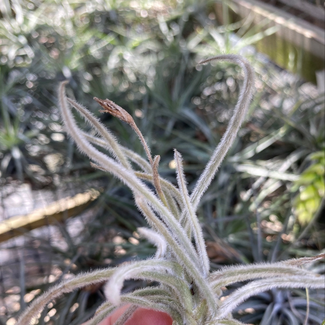 Tillandsia crocata - Bird Rock Tropicals